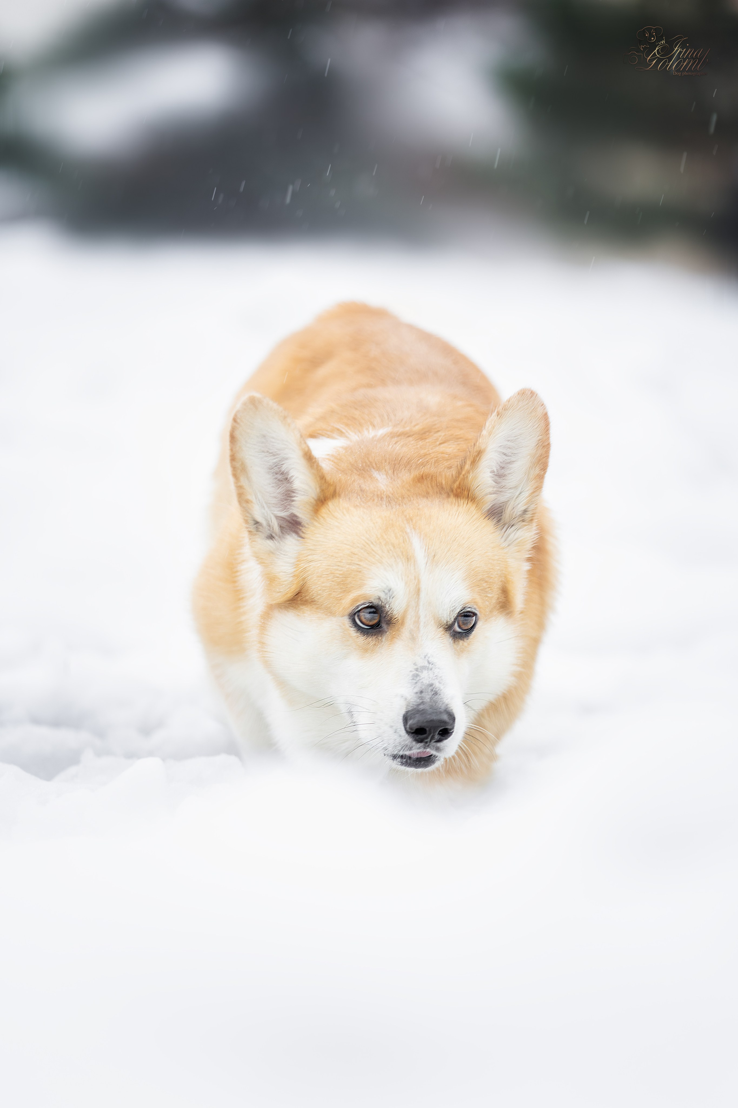 Гай, Корги-Пемброк. Ирина Голомб|Фотограф-анималист в  Сочи и Калининграде