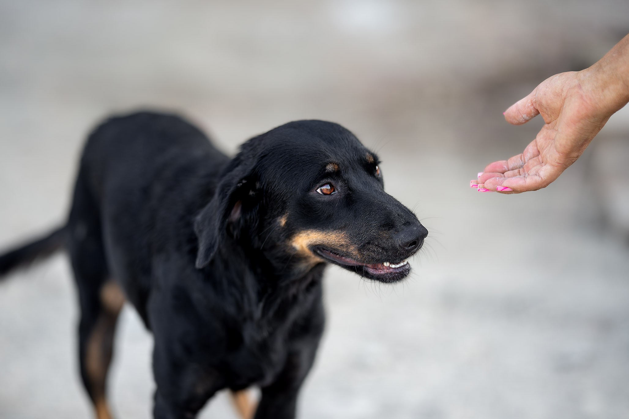 Кураторские питомцы с Пластунки. Ирина Голомб|Фотограф-анималист в  Сочи и Калининграде