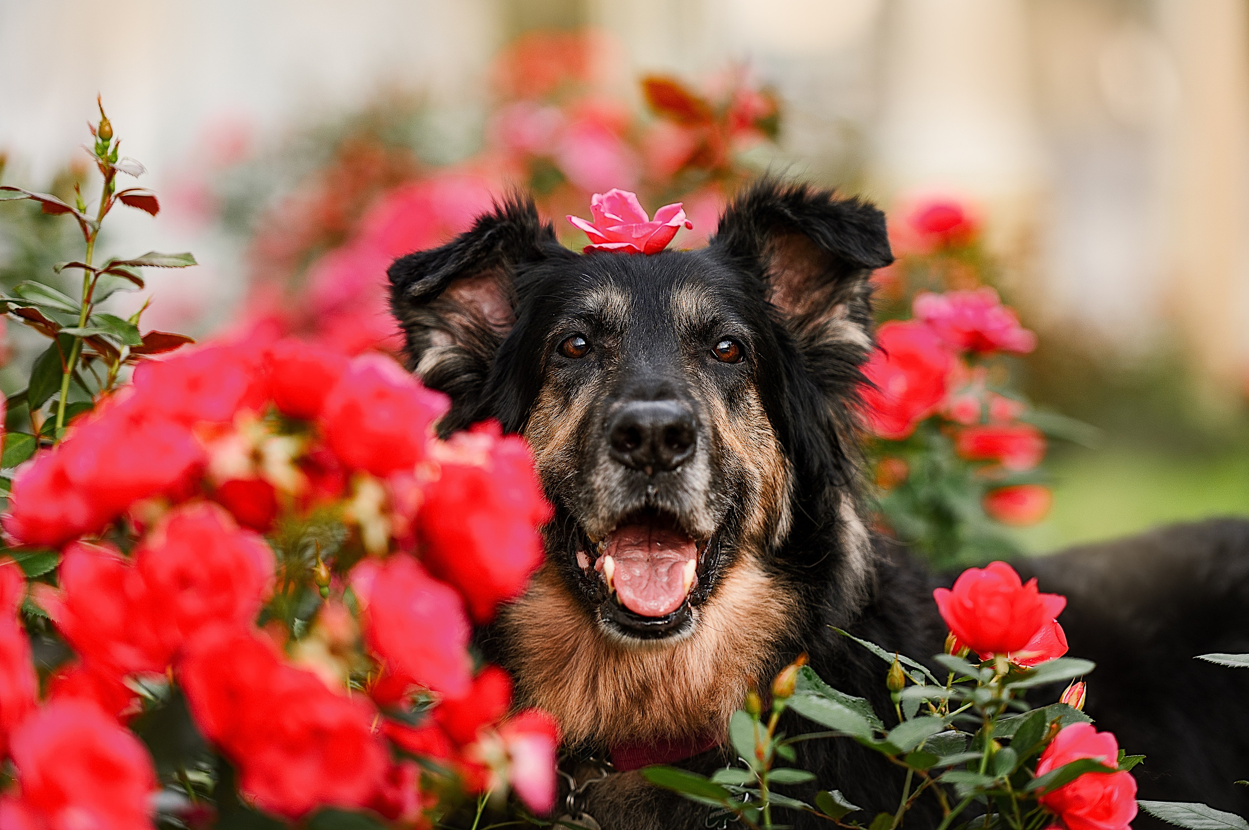 Алиса на ВДНХ. Фотограф-анималист