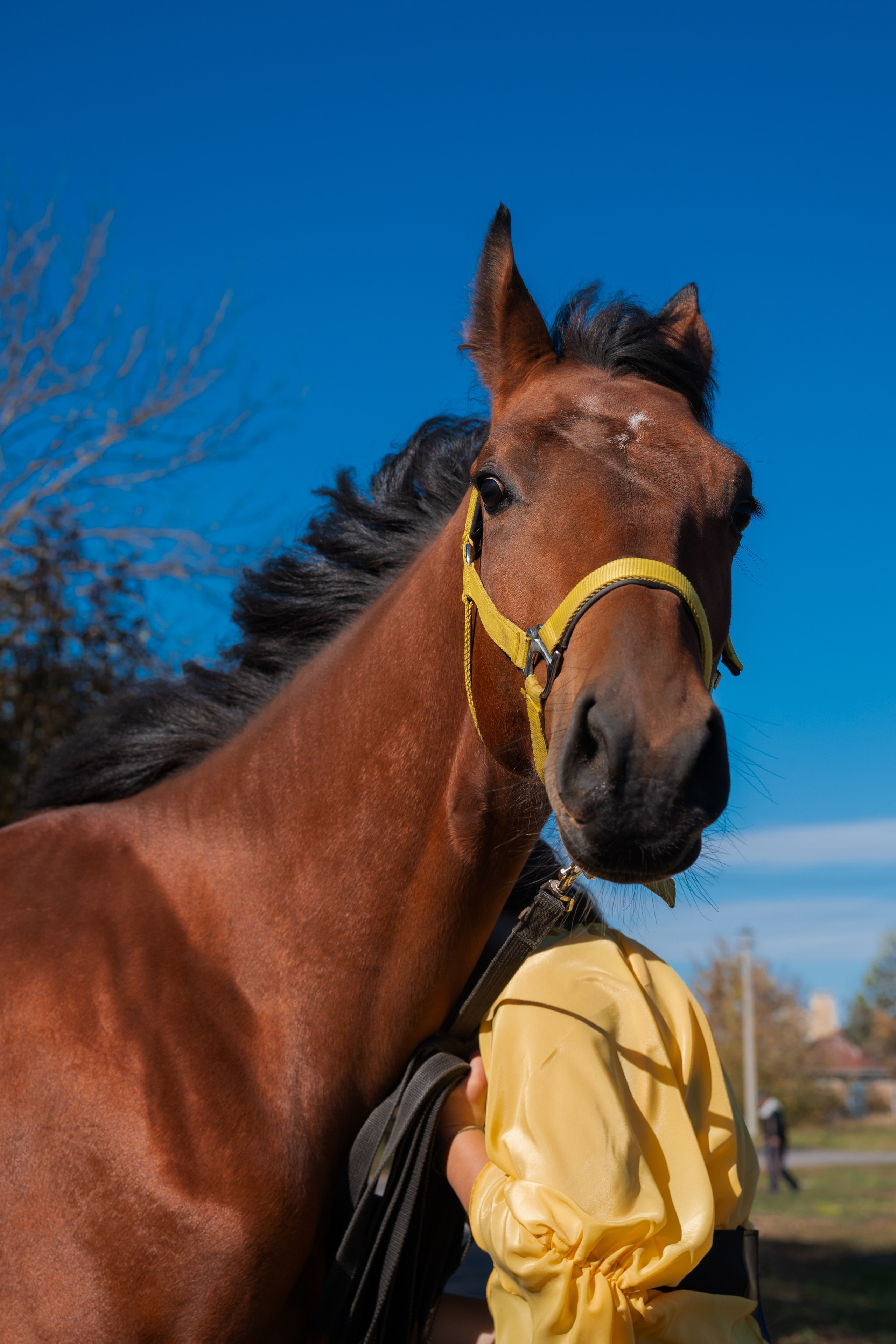 Фотосессия с лошадьми