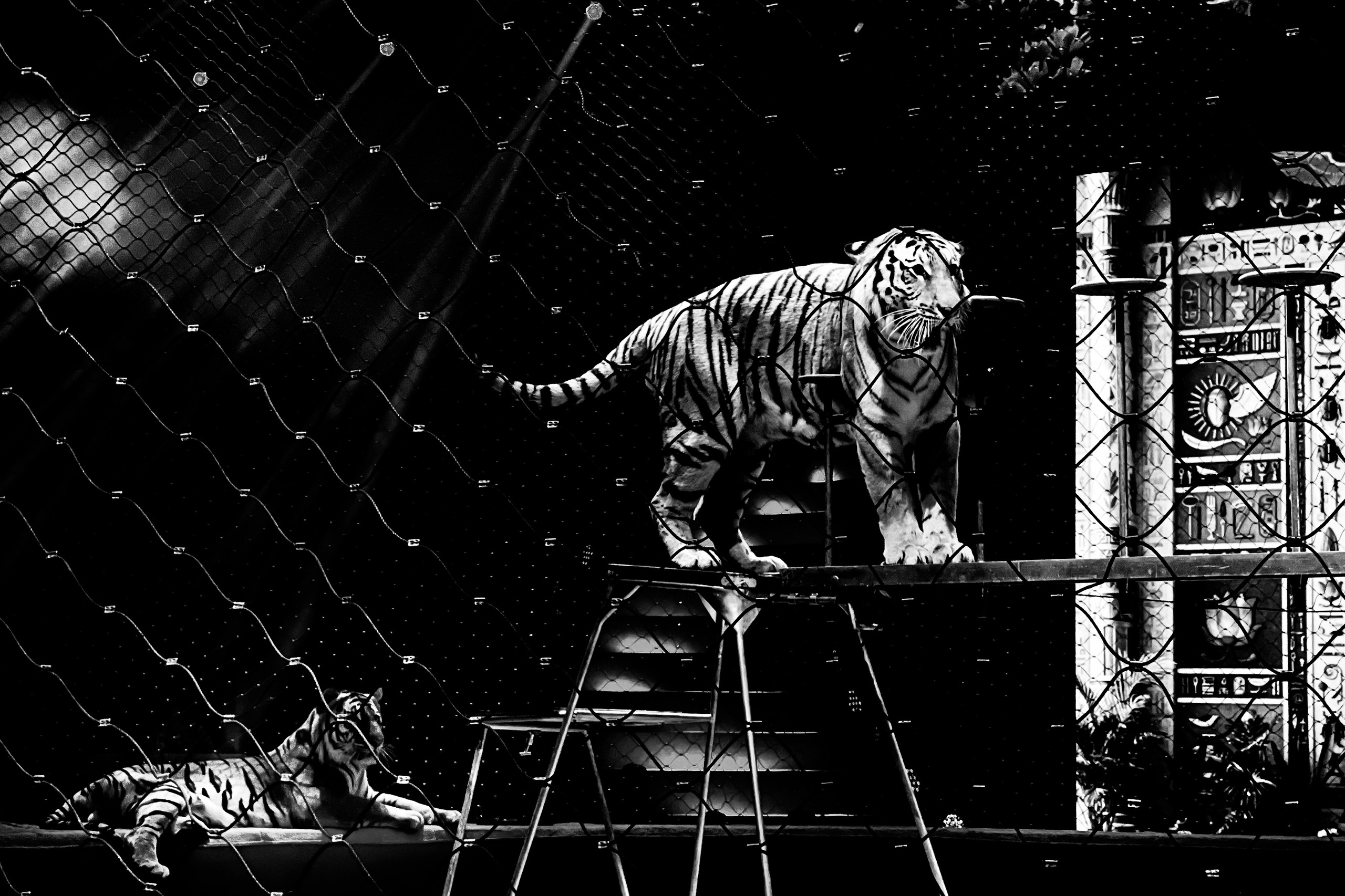 Цирк Братьев Запашных. Фотограф и видеограф Евгений Романов Санкт-Петербург