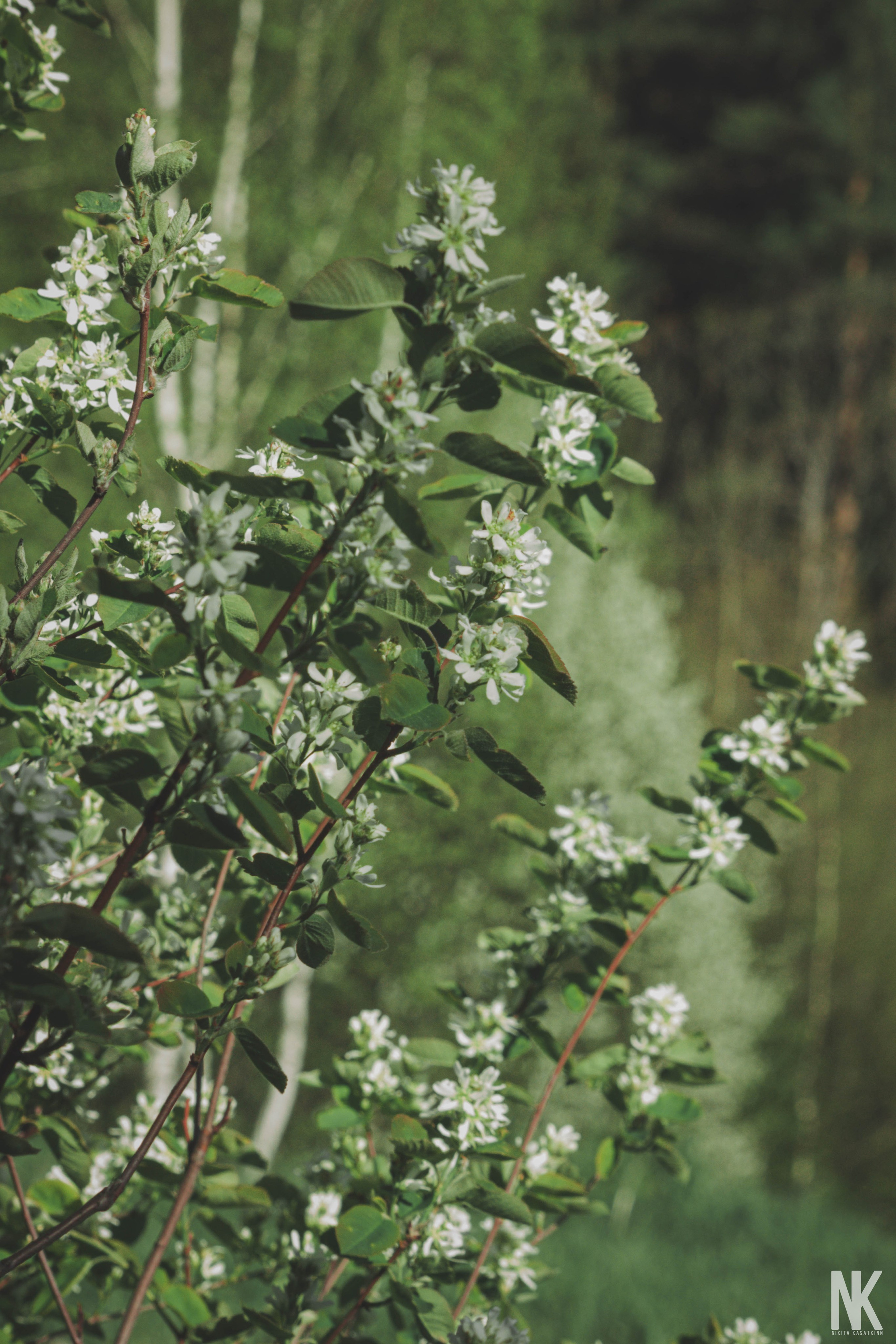 Саша. Фотосессия в лесу. Касаткин Никита. Фотограф