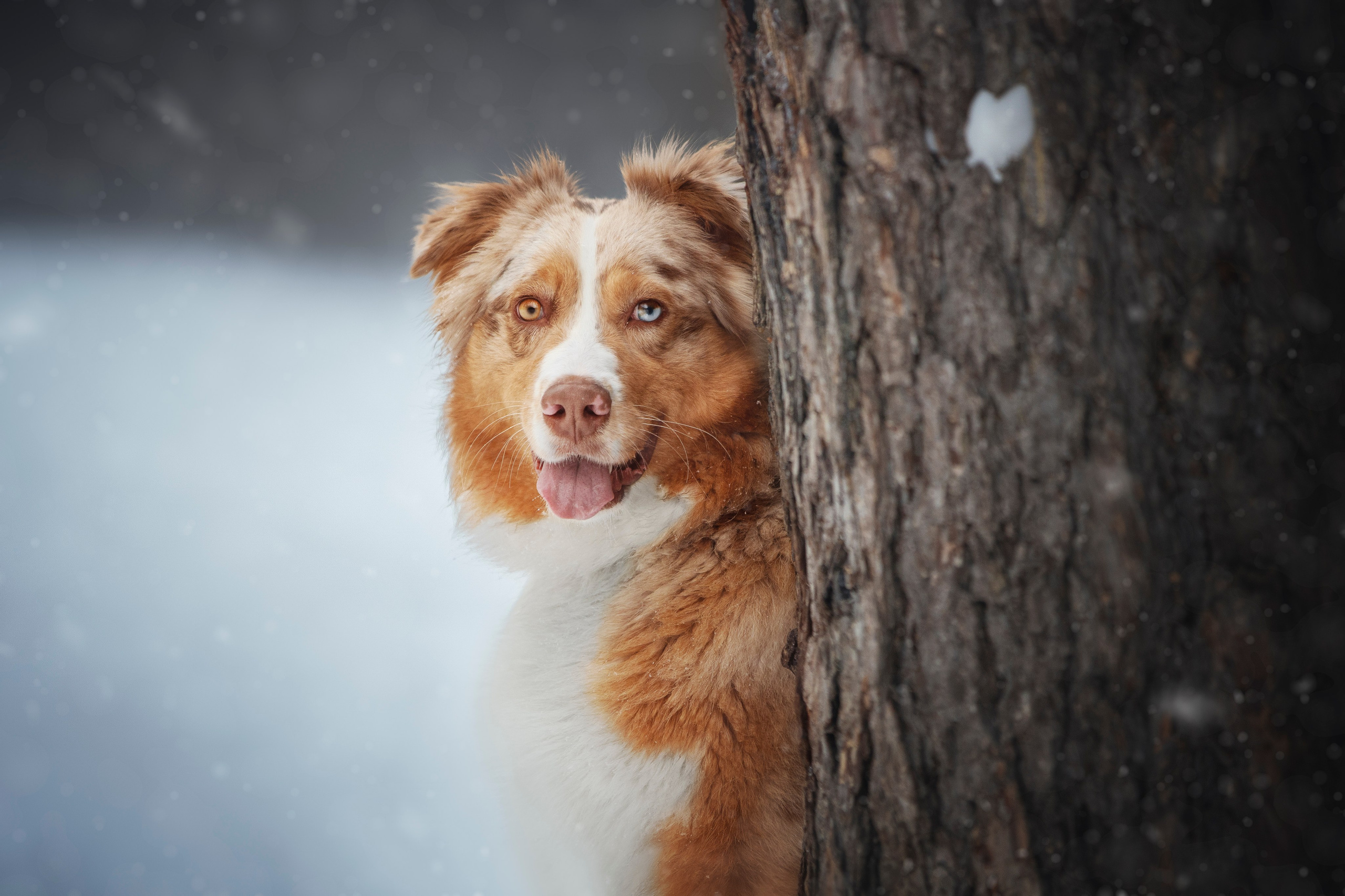 Настя, Игорь, Тесс и Марс. Фотограф анималист в Москве Майорова Евгения