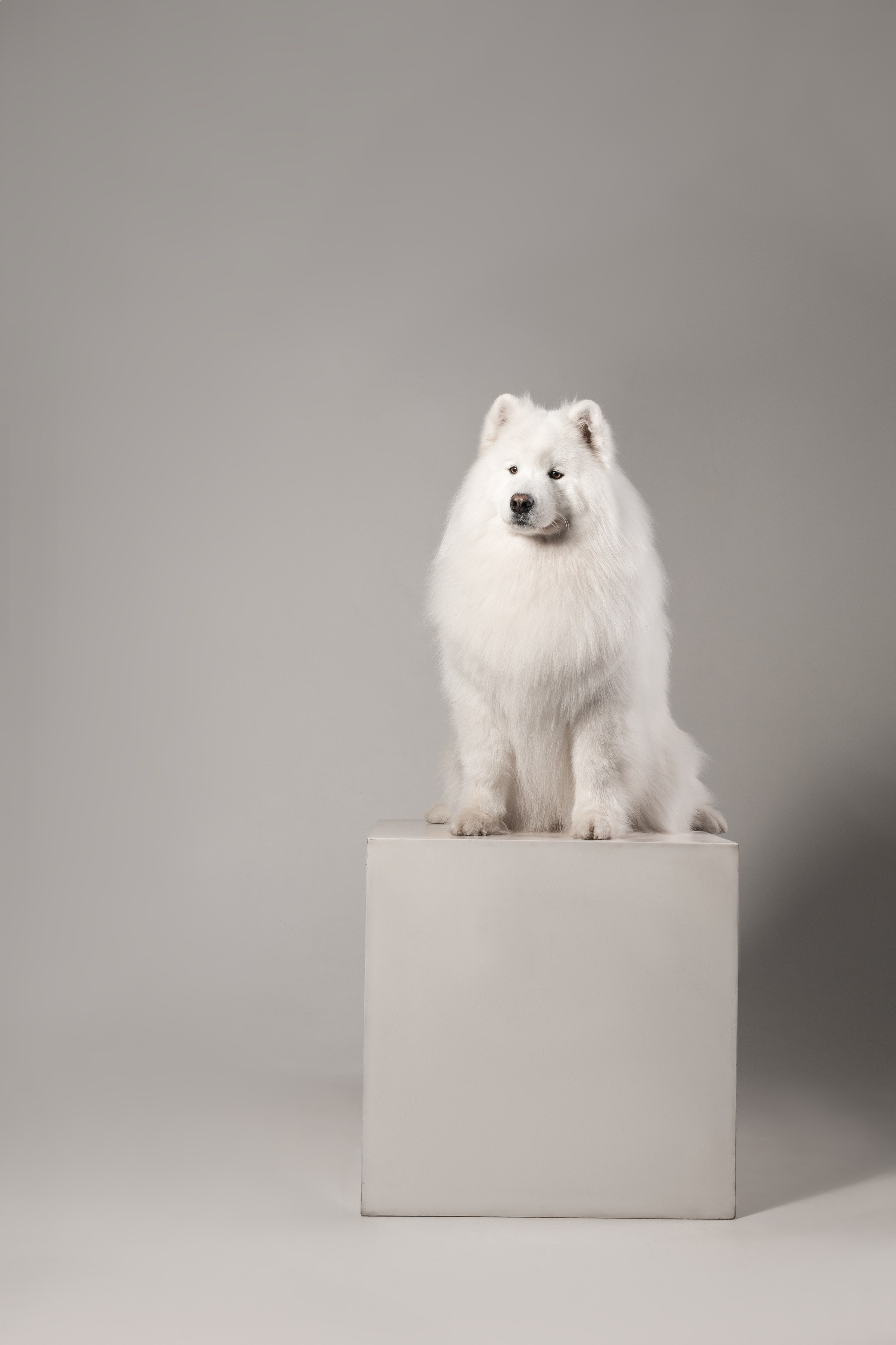 Самоеды в студии. Фотограф анималист в Москве Майорова Евгения