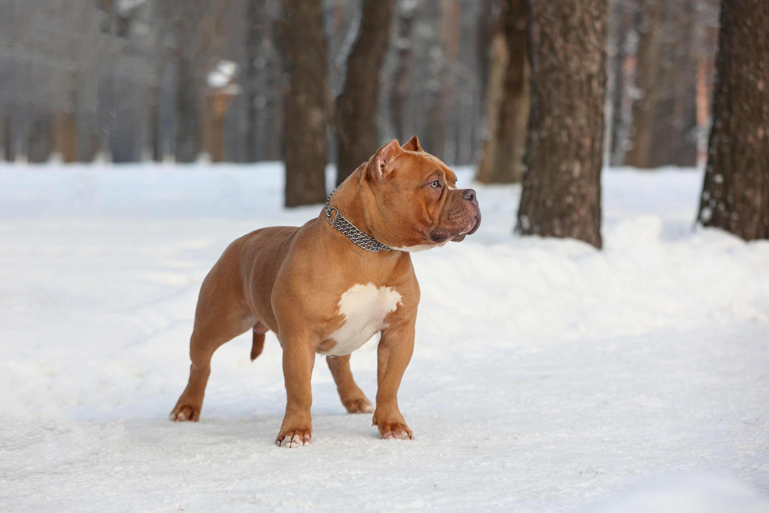 Американский булли!. Фотограф 📸 семейный, предметный, репортажный