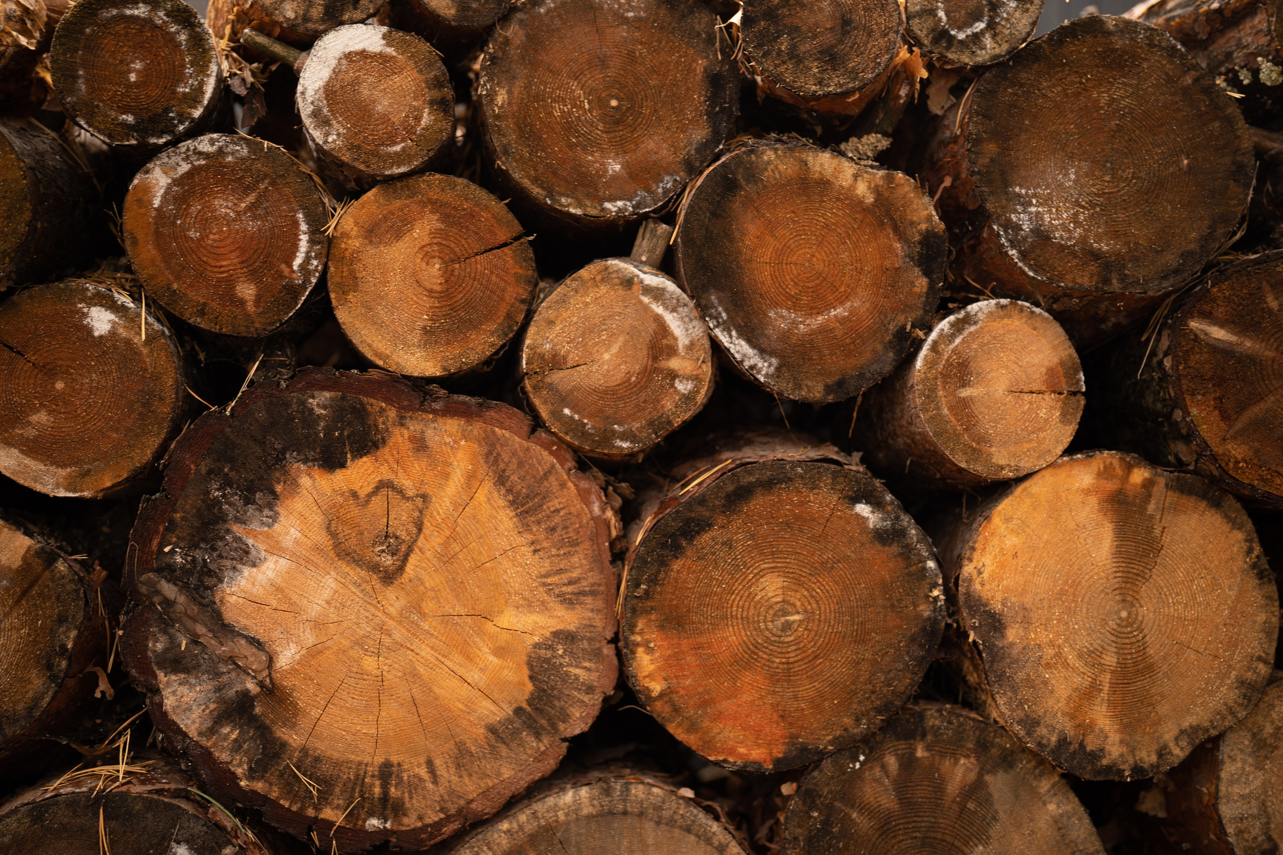Семейная фотосессия на даче. Семейный и детский фотограф в Сергиев Посаде, Хотьково Якимчук Любовь