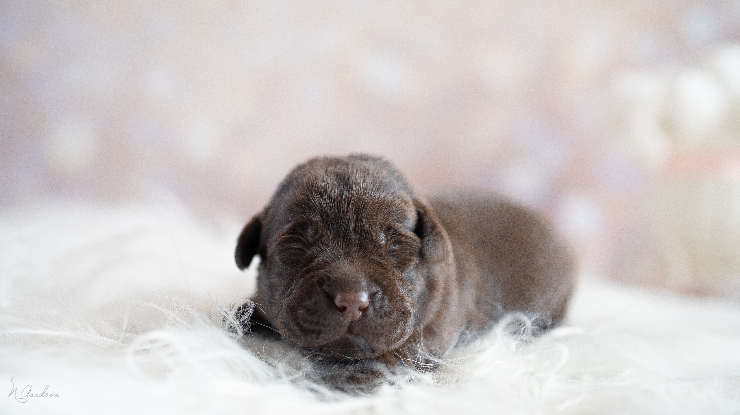 Новорожденные лабрадоры. Фотограф-анималист Асадова