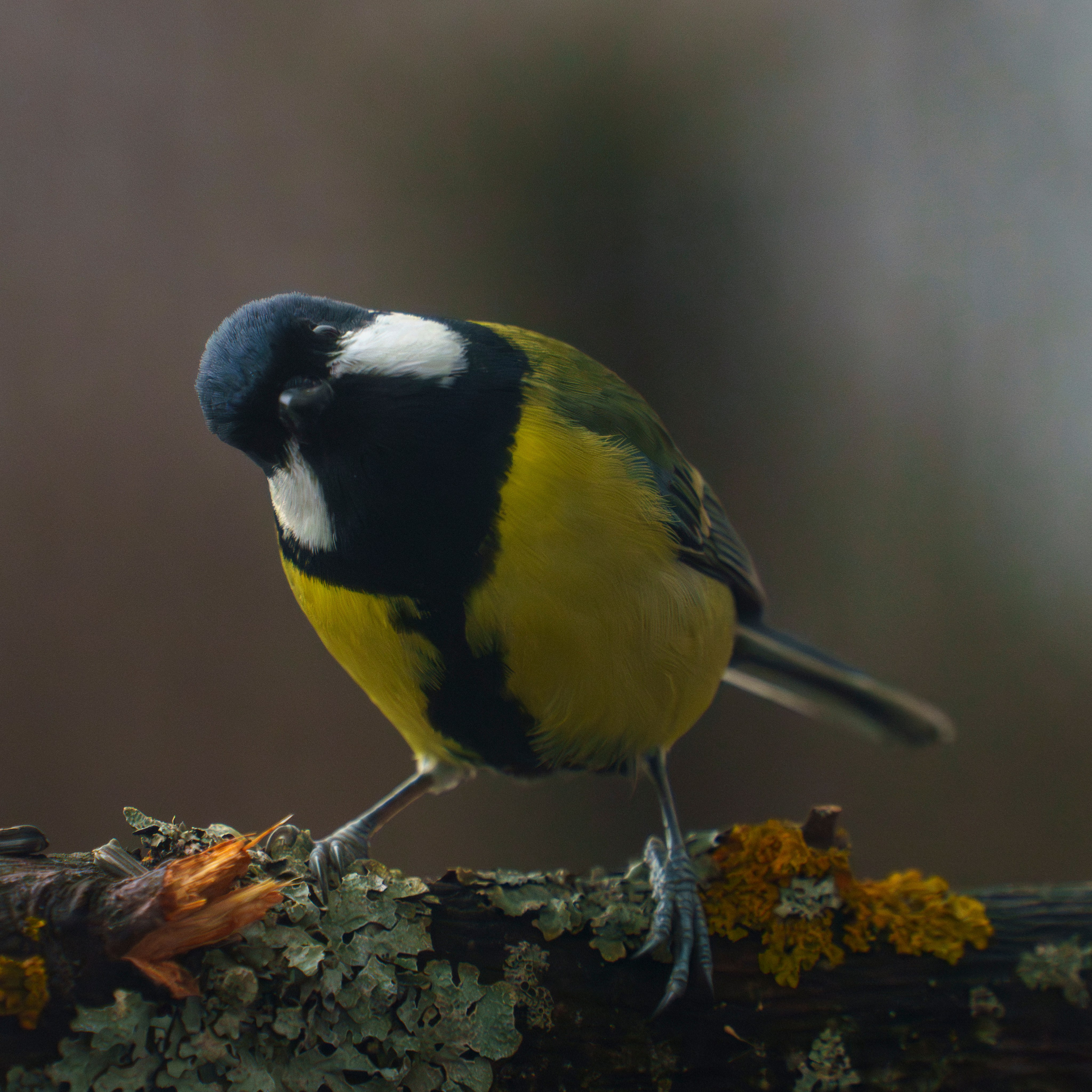 Animals — Животные