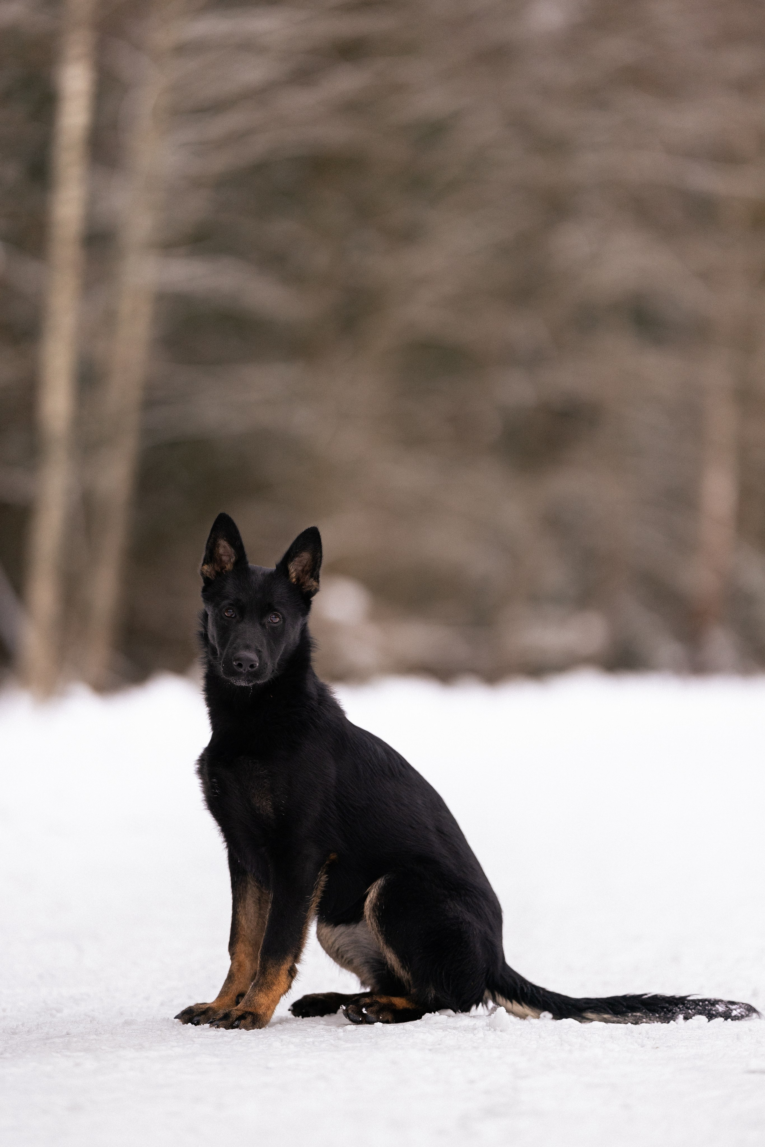 Немецкая овчарка. Фотограф и видеограф анималист Аганина Дарья