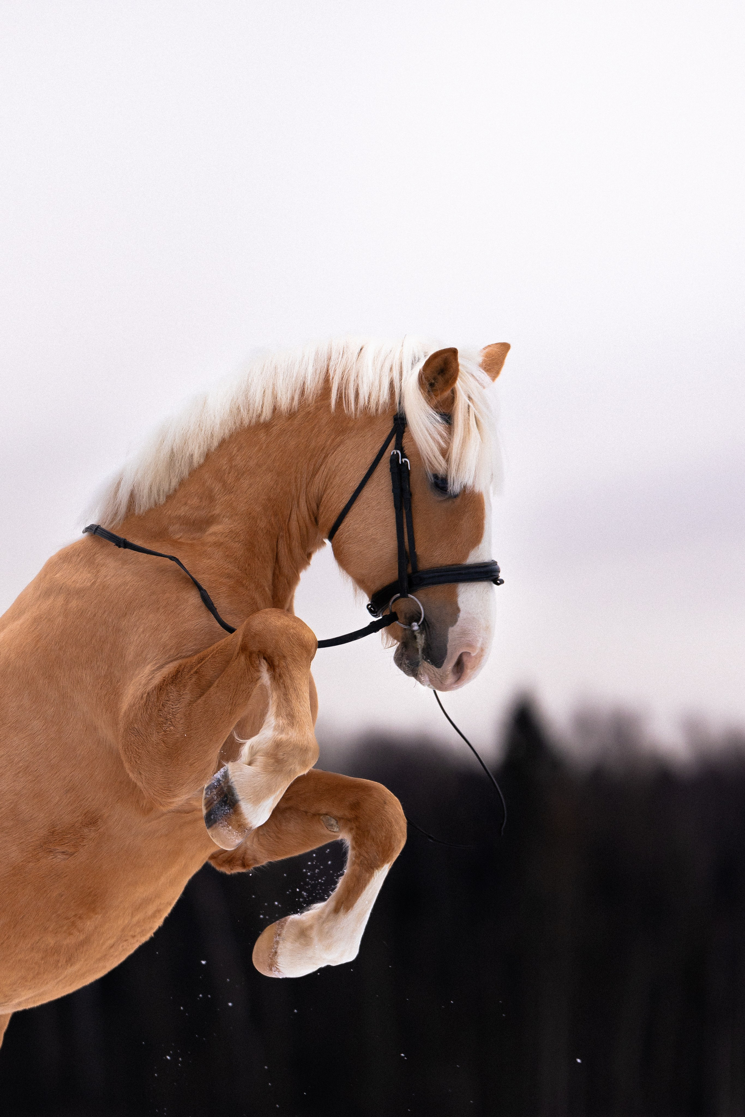 Бейкер. Фотограф и видеограф анималист Аганина Дарья