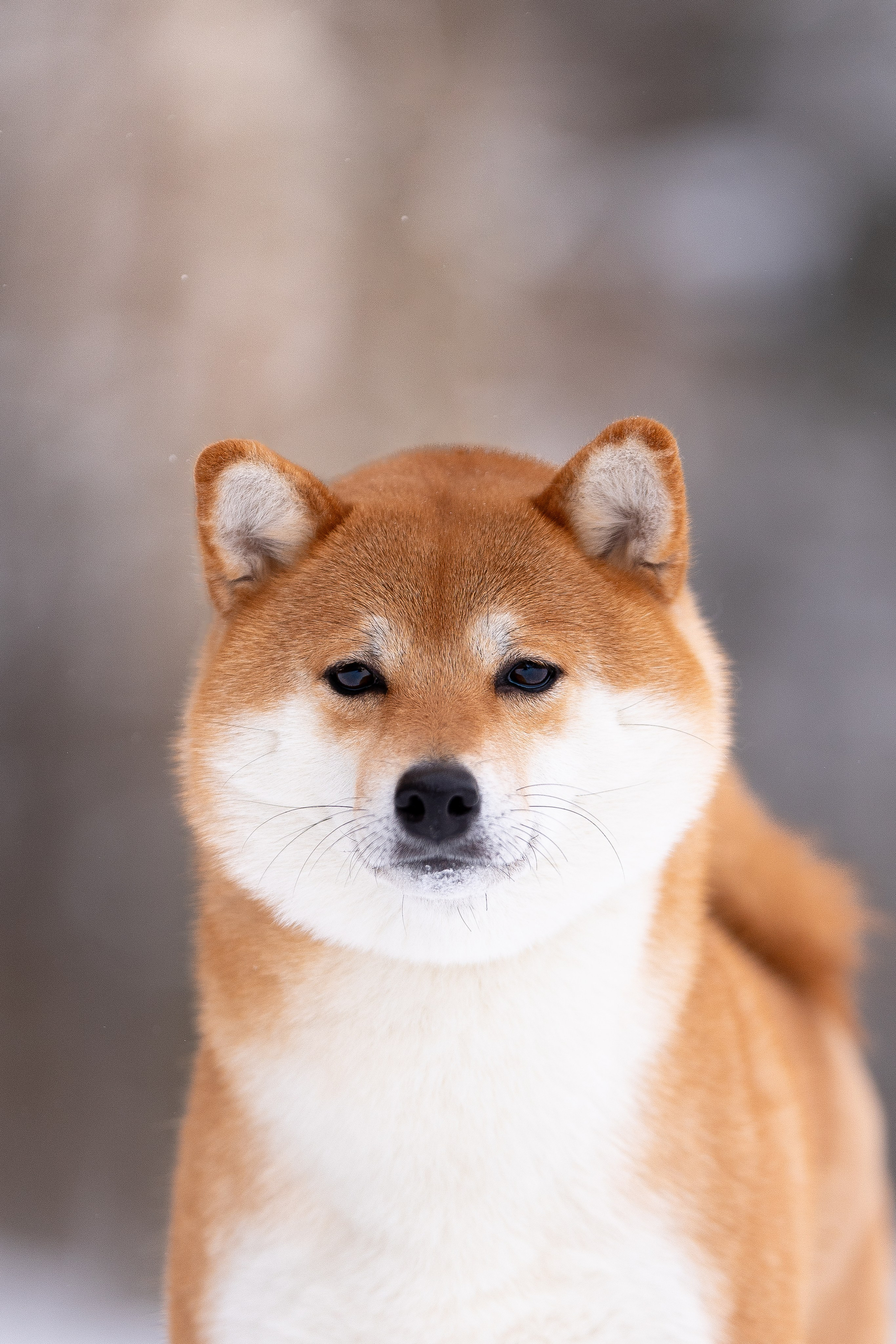 Юми, Серж и Тоши. Фотограф и видеограф анималист Аганина Дарья