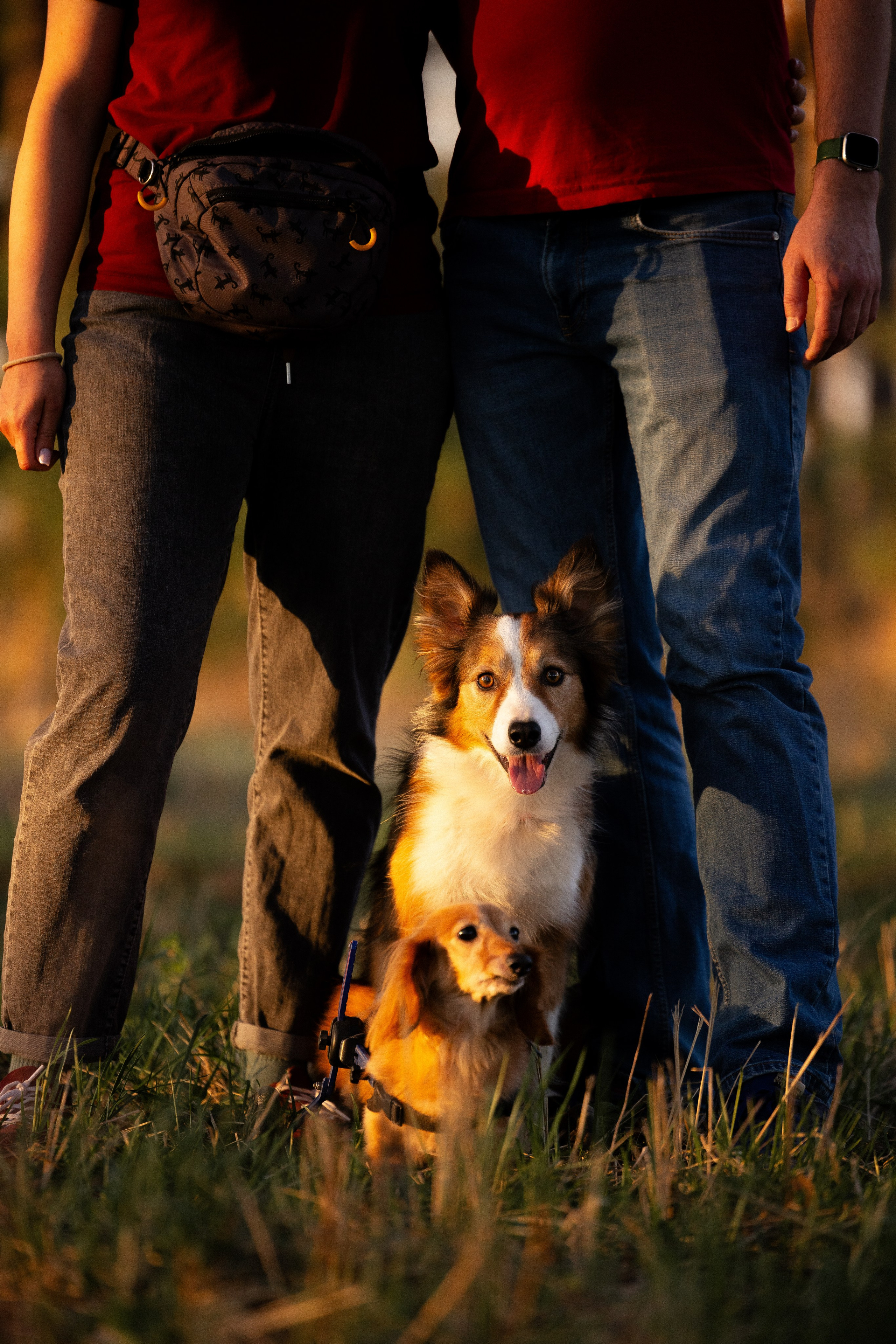 Разношерстная компания. Фотограф и видеограф анималист Аганина Дарья