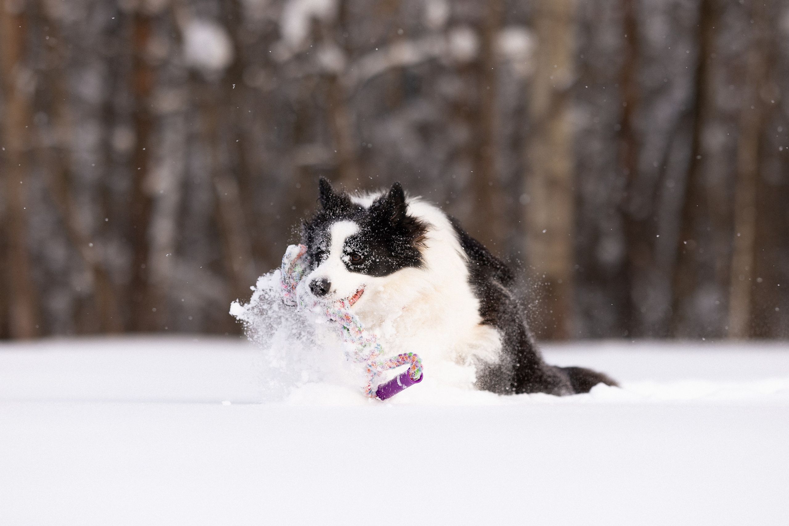 Лилия, Алексей и Ариана. Фотограф и видеограф анималист Аганина Дарья
