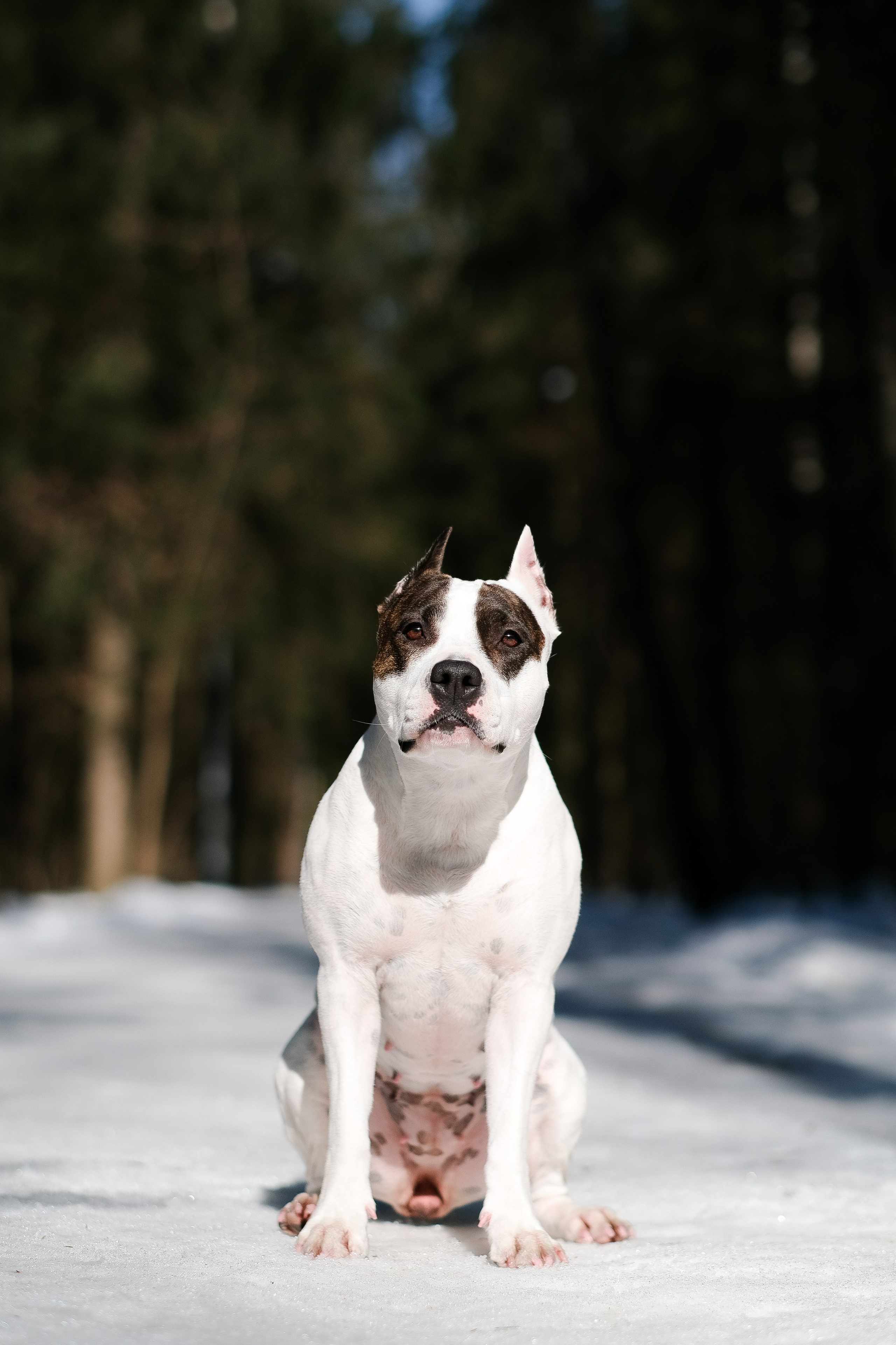 Женя, Афра и Молли. Фотограф и видеограф анималист Аганина Дарья
