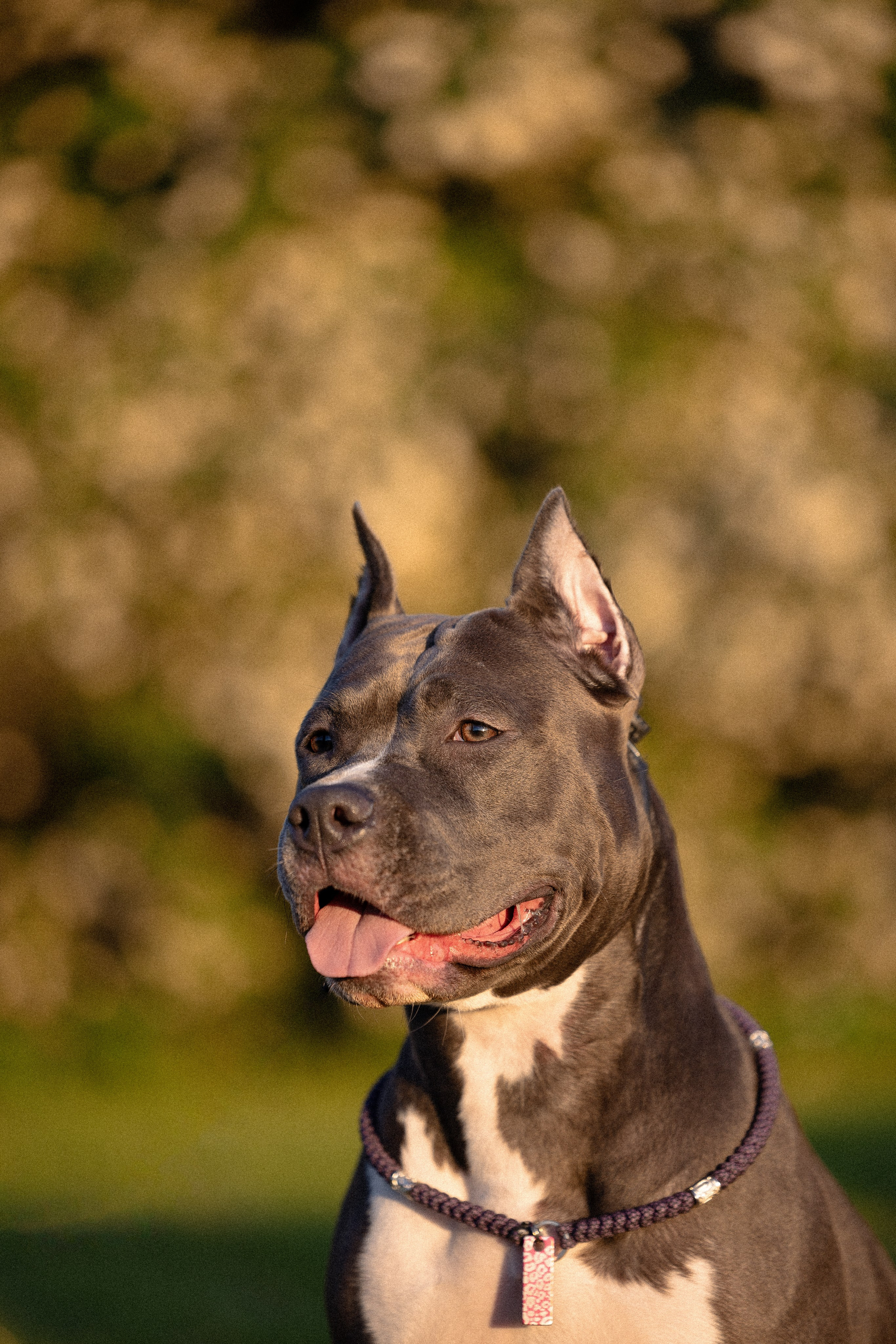 Катя, Леша, Лея и Трой. Фотограф и видеограф анималист Аганина Дарья