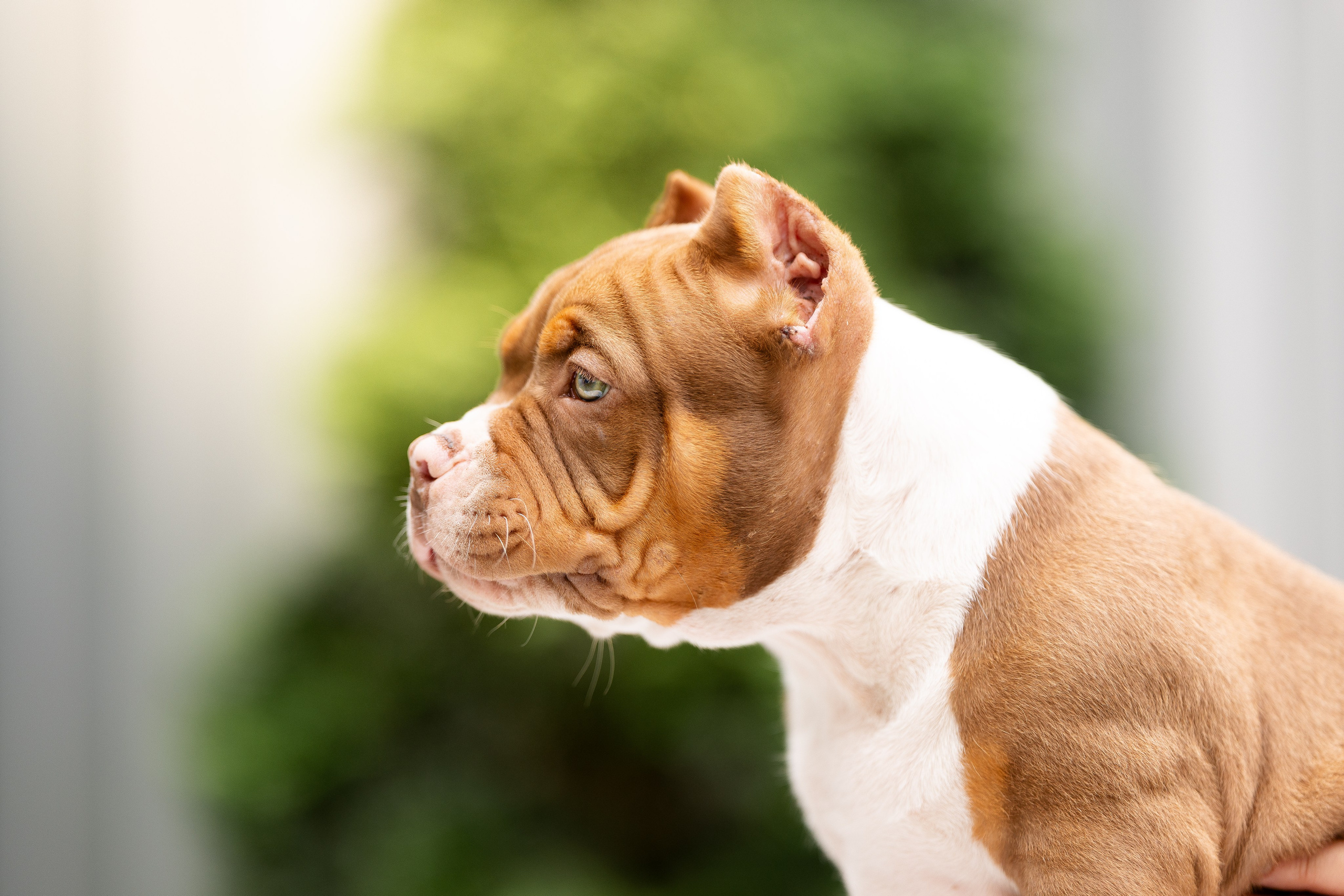 Булли. Фотограф и видеограф анималист Аганина Дарья