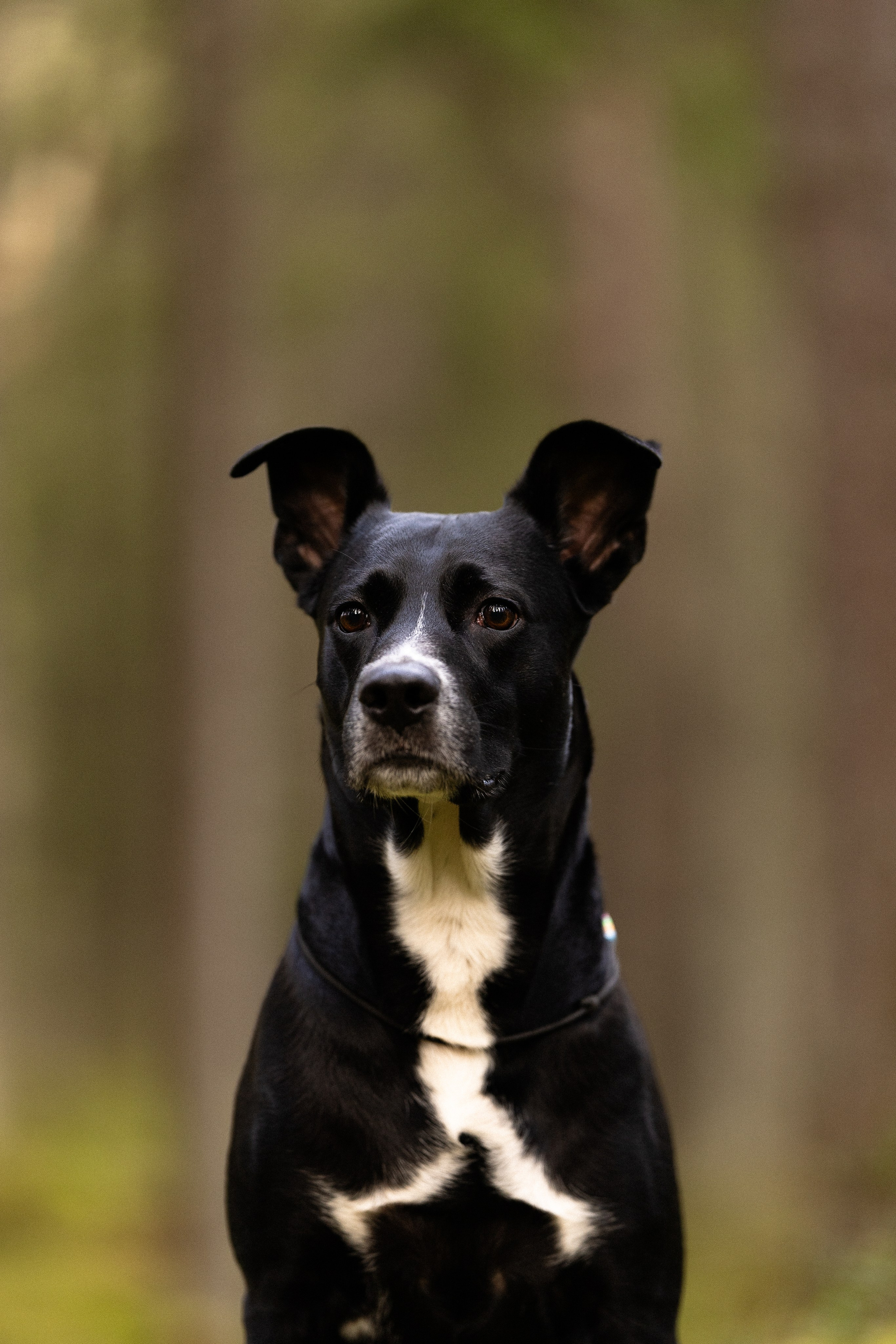 Karelia. Фотограф и видеограф анималист Аганина Дарья