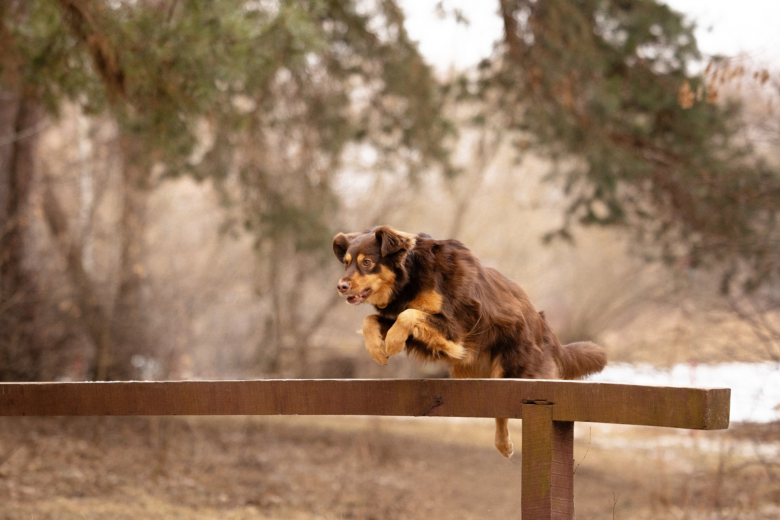 Катя и Мёд. Фотограф и видеограф анималист Аганина Дарья