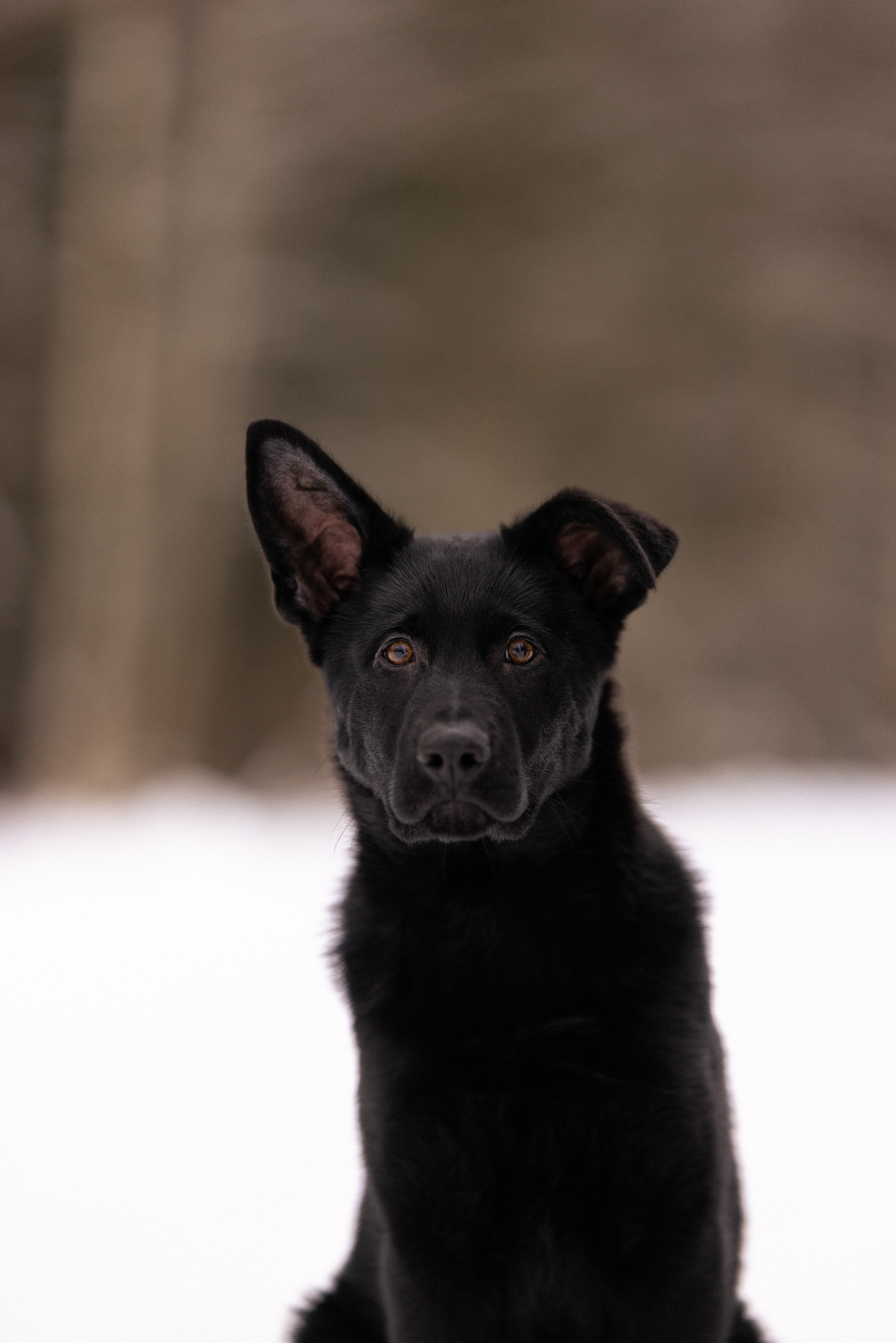Немецкая овчарка. Фотограф и видеограф анималист Аганина Дарья