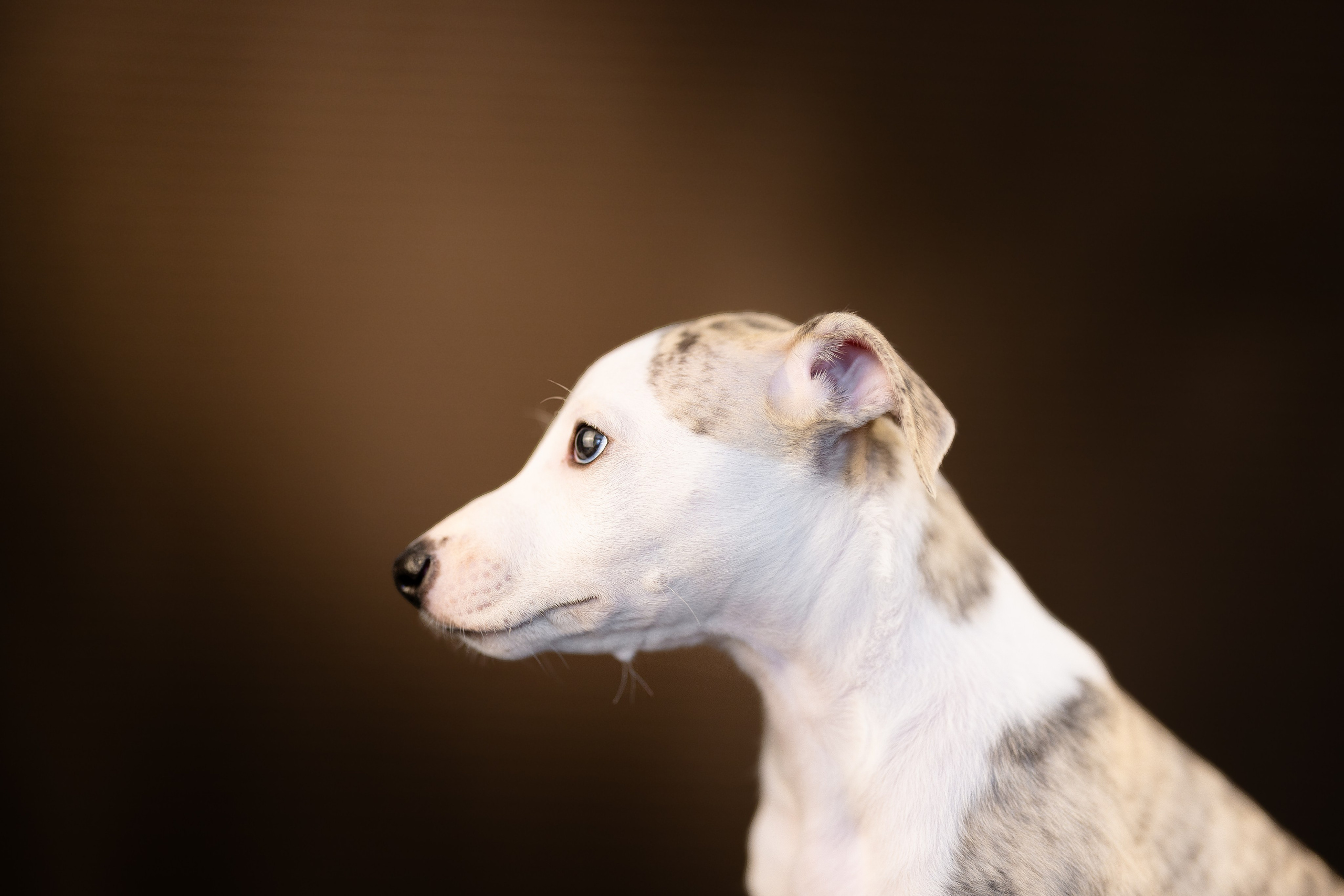 Уиппет. Фотограф и видеограф анималист Аганина Дарья