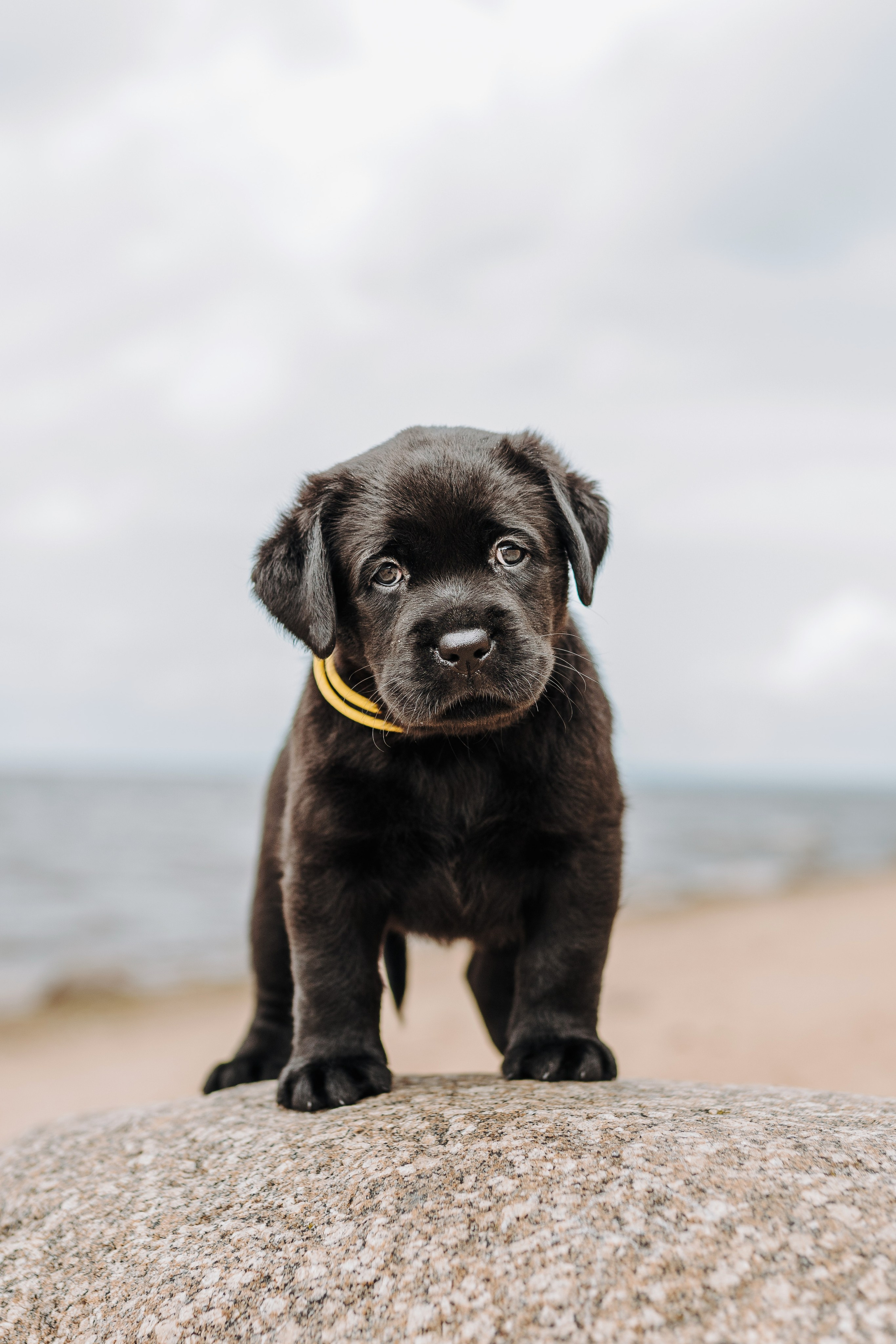 Лабрадорчики на пляже. Фотограф анималист в Спб недорого Олеся Майорова