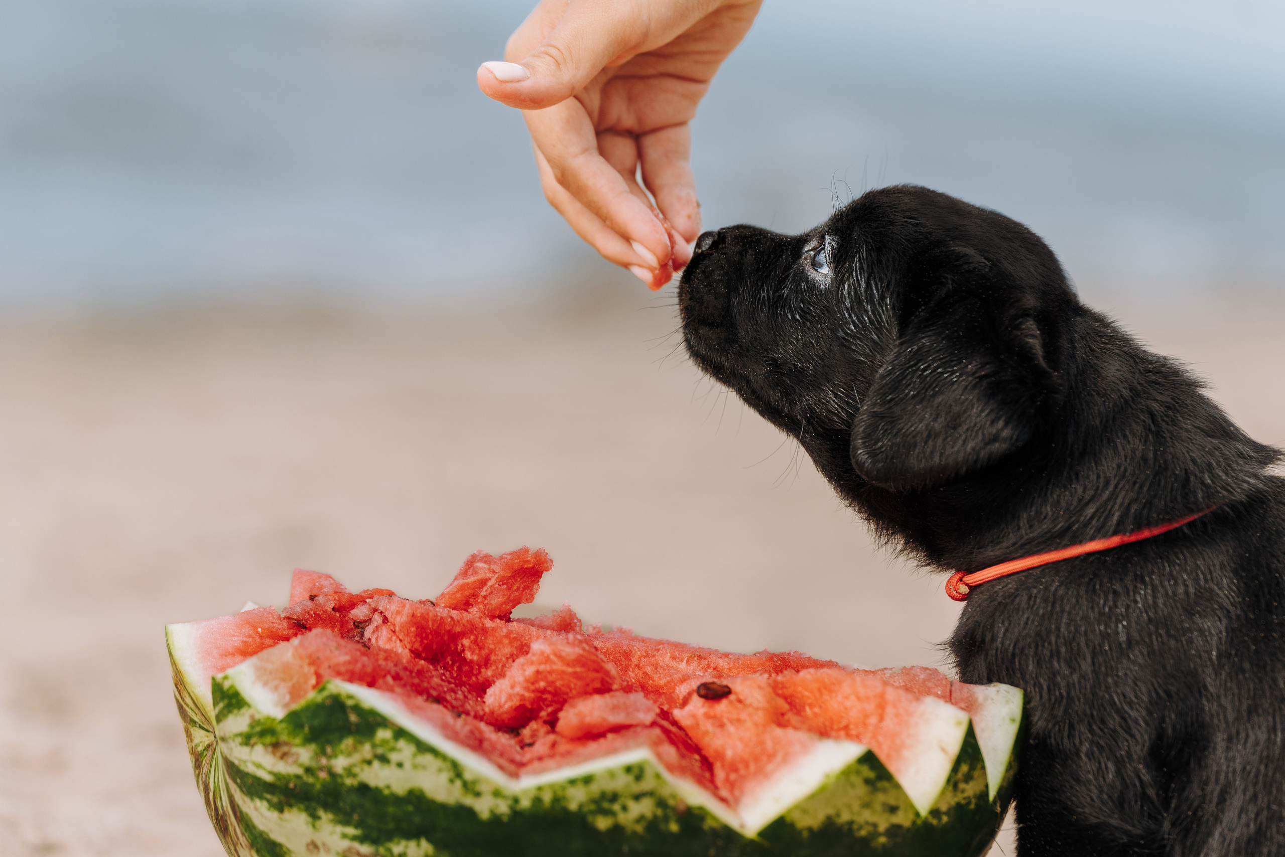 Лабрадорчики на пляже. Фотограф анималист в Спб недорого Олеся Майорова