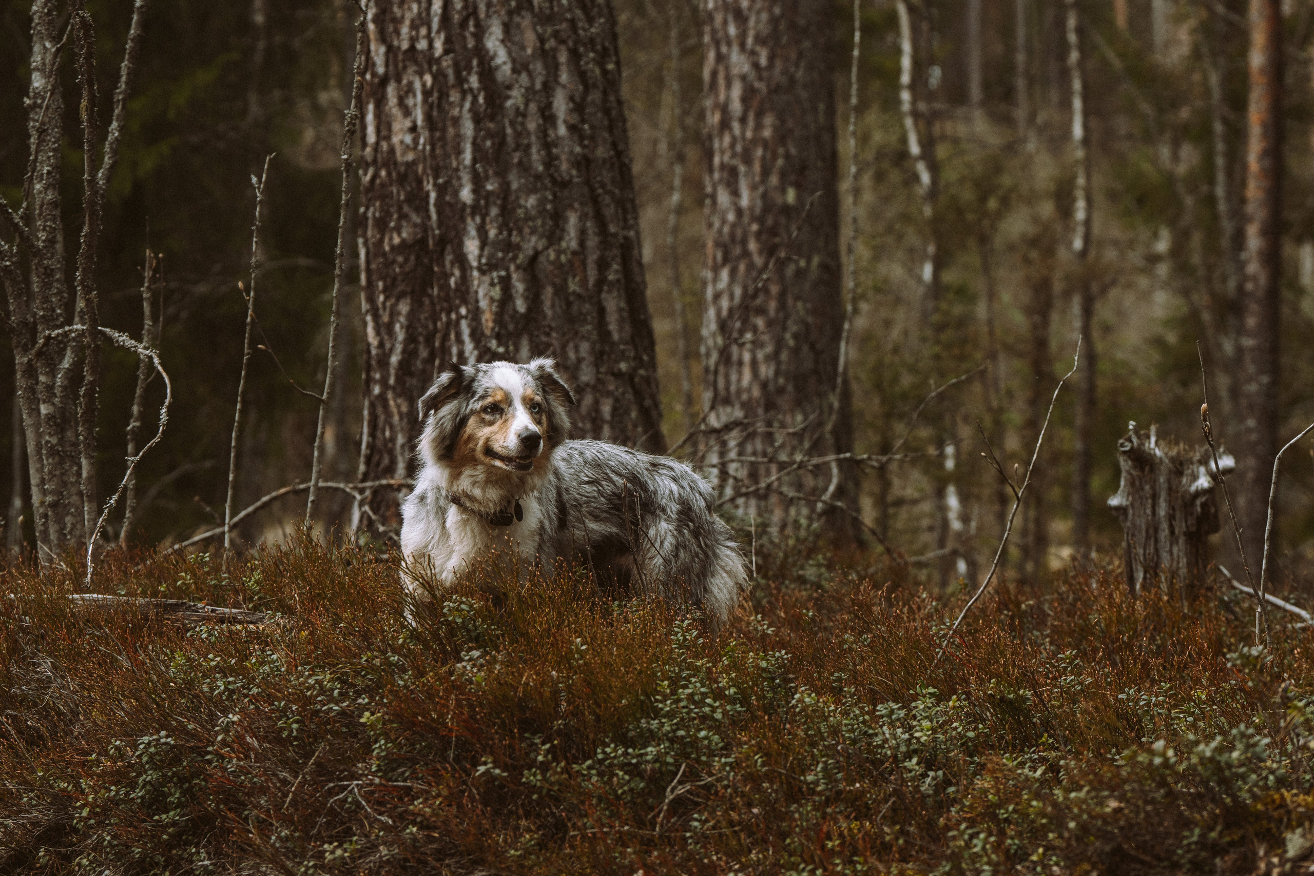 Дог трекинг к финскому хутору. Фотограф анималист в Спб недорого Олеся Майорова