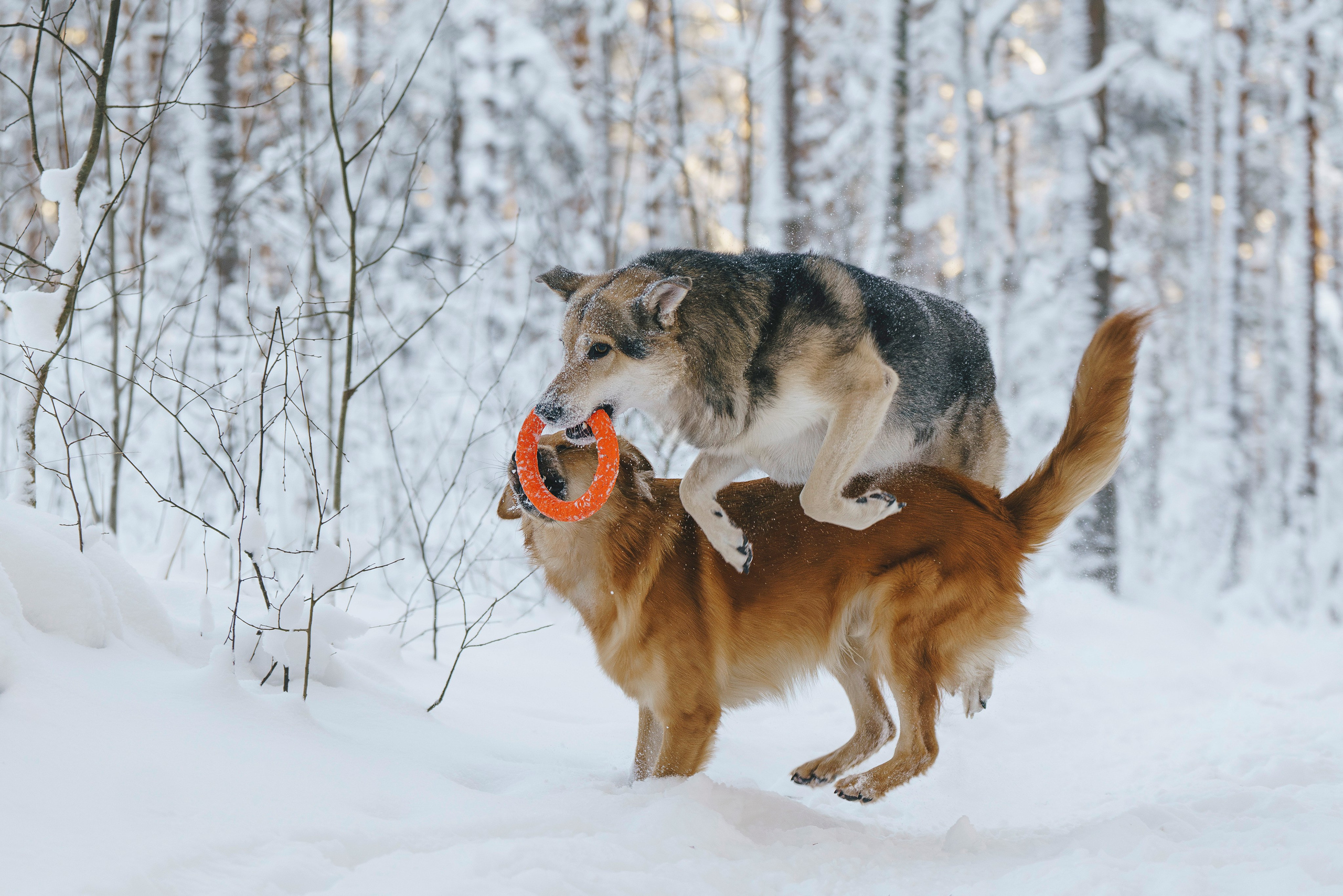 Рэй, Кузя, Ольга и Александр. Фотограф анималист в Спб недорого Олеся Майорова