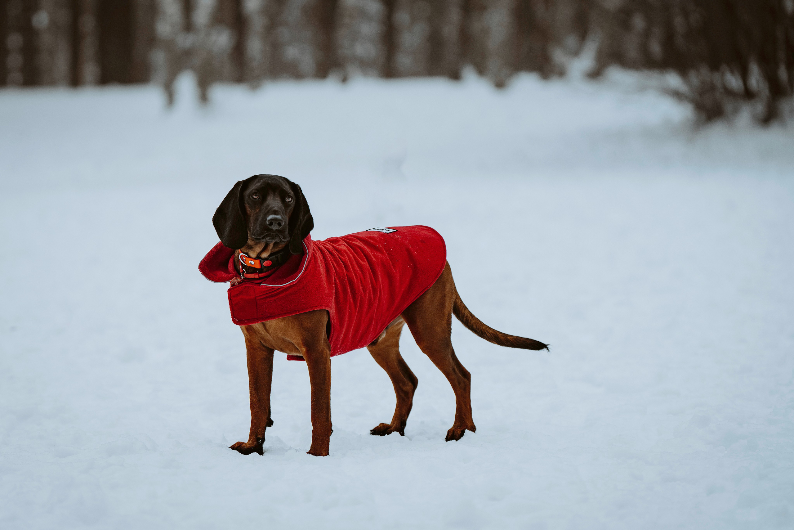 Ольга, Рора и Румпель. Фотограф анималист в Спб недорого Олеся Майорова