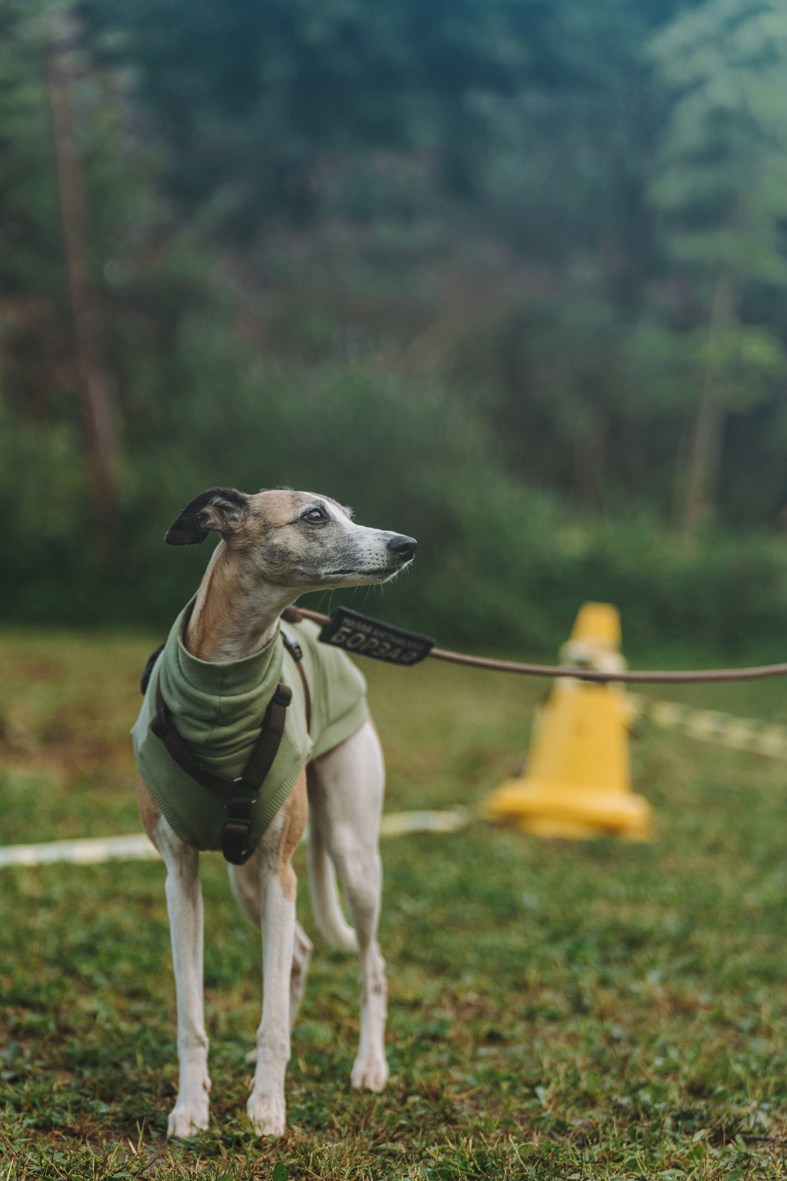 Соревнования по ноузворку в Новожилово. Фотограф анималист в Спб недорого Олеся Майорова