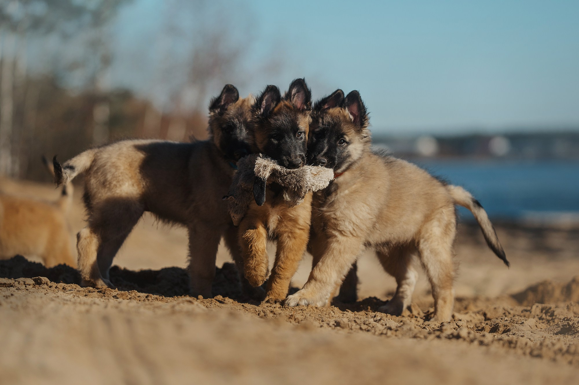Щенки. Фотограф Анна Тюрина