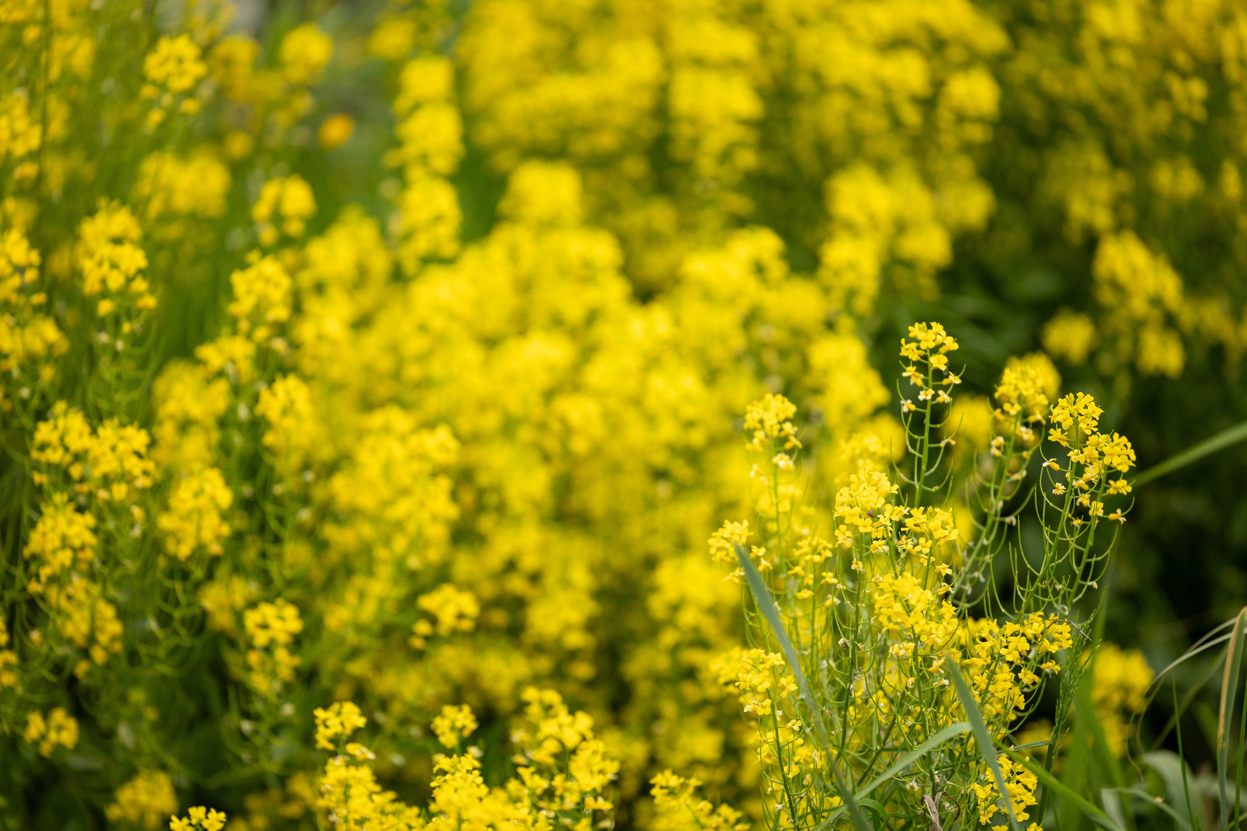 Vika. Фотограф Алексей Федорищев