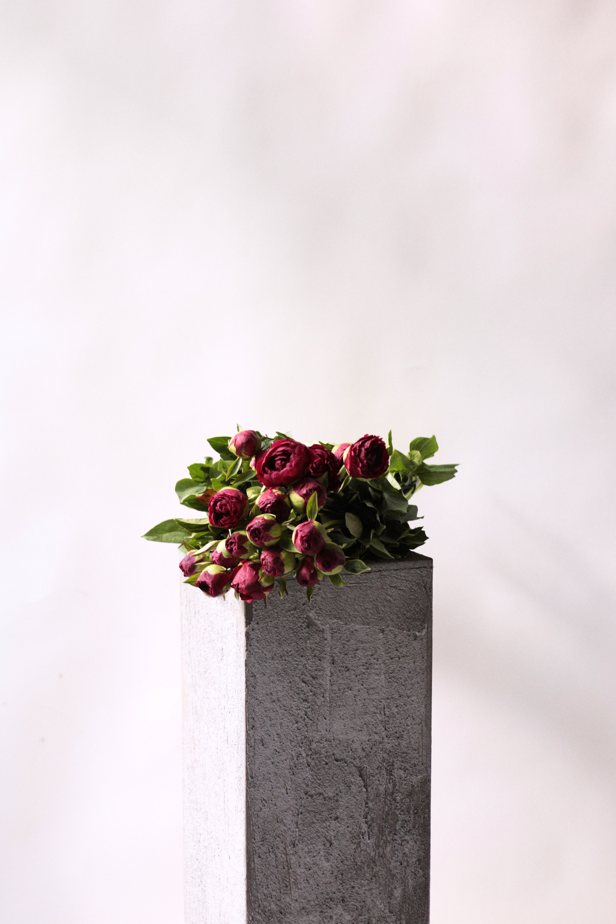 Flowers. Виктория Калугина — фотограф и видеомейкер в Москве