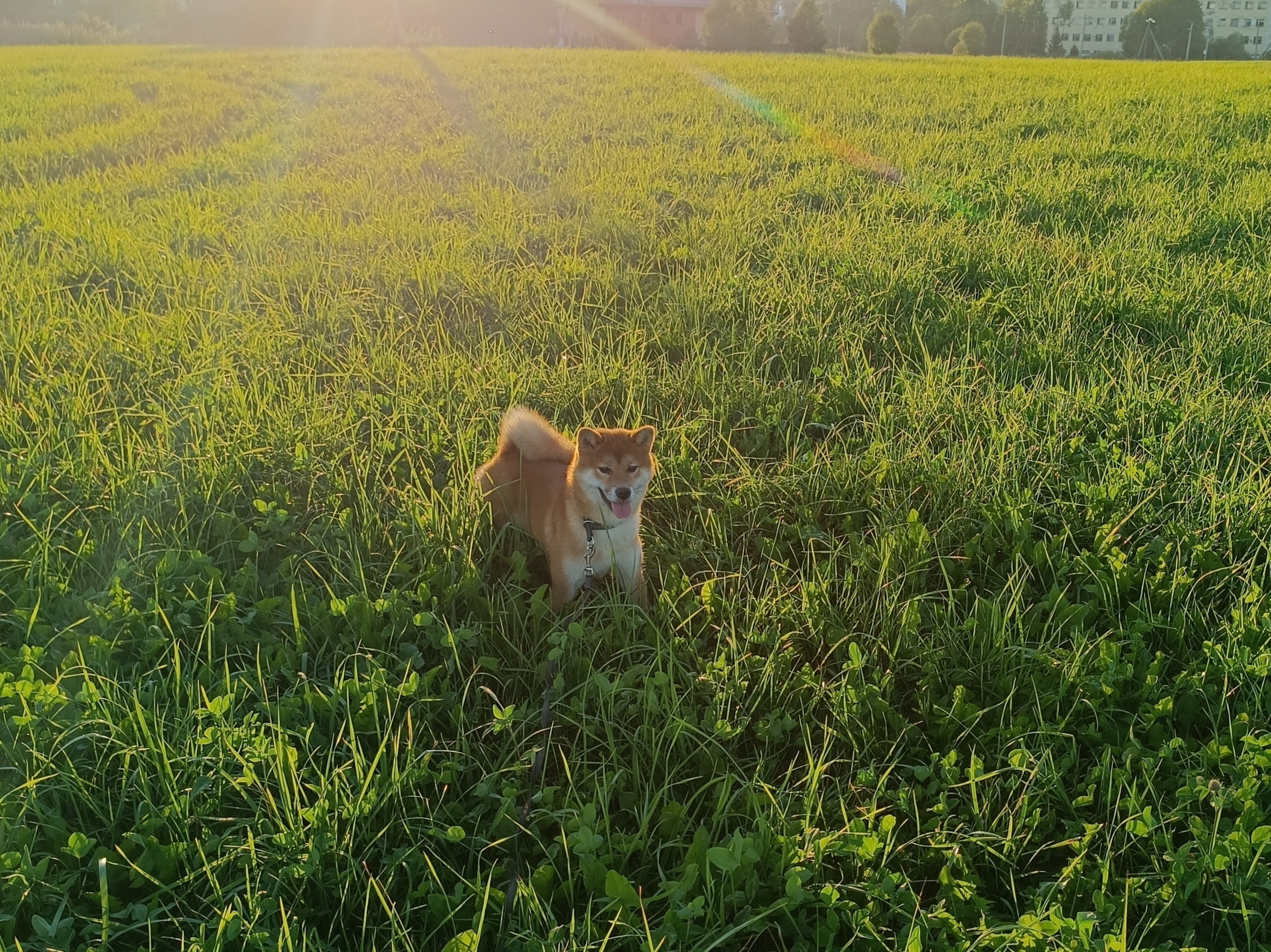 Сиба Rubylight Ellis питомник Рубилайт