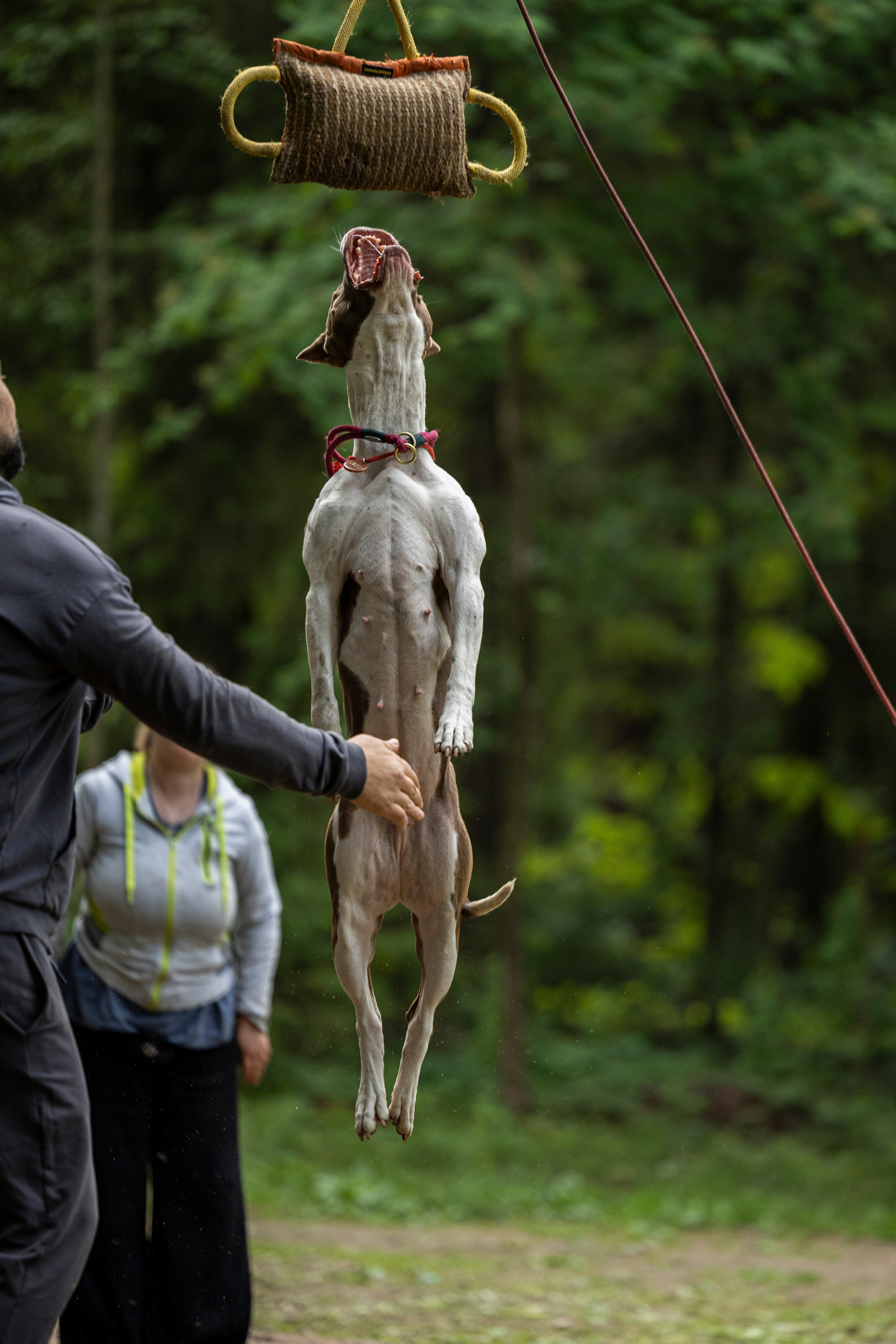 Пит-стафф многоборье. Фотограф-анималист Анна Маринич