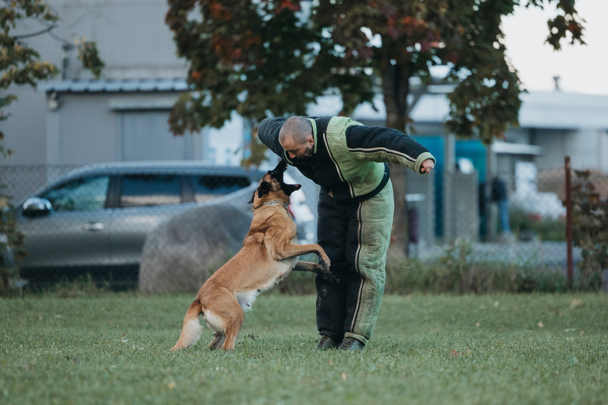 Испытания по мондьорингу г. Пушкин 29.09.2024. Фотограф-анималист Анна Маринич