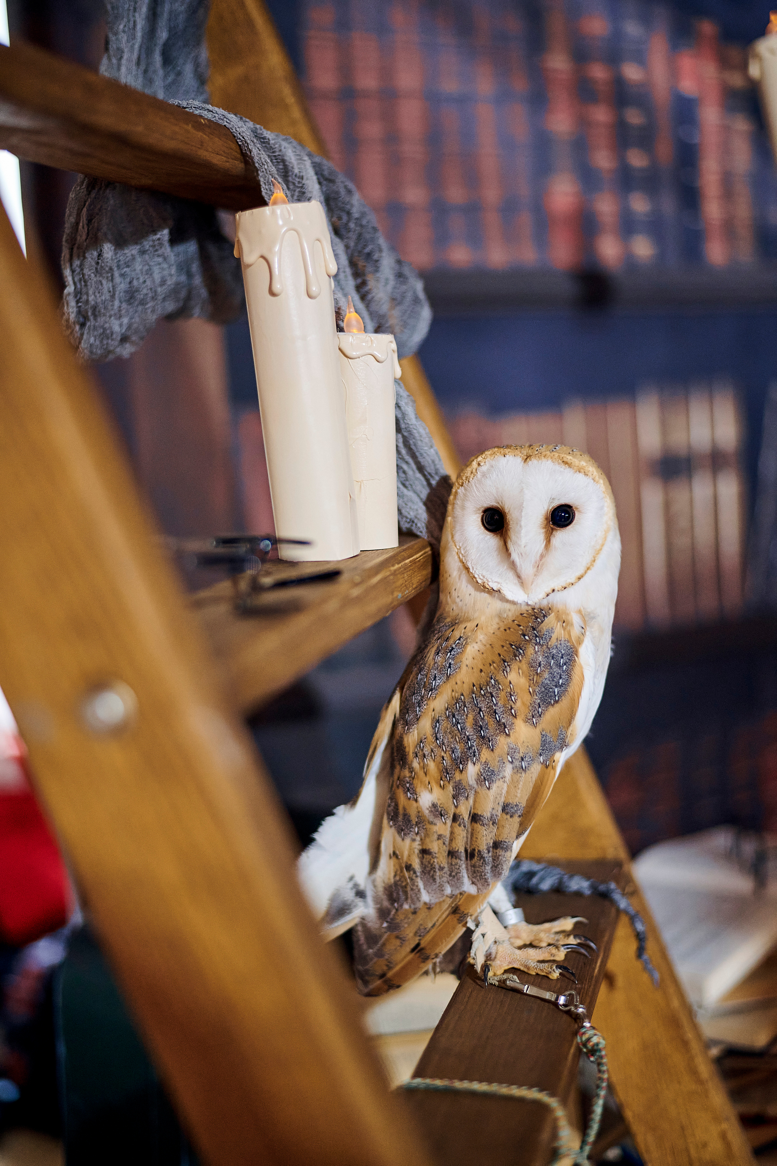 День рождения Сони. Фотограф Постольник Дарья