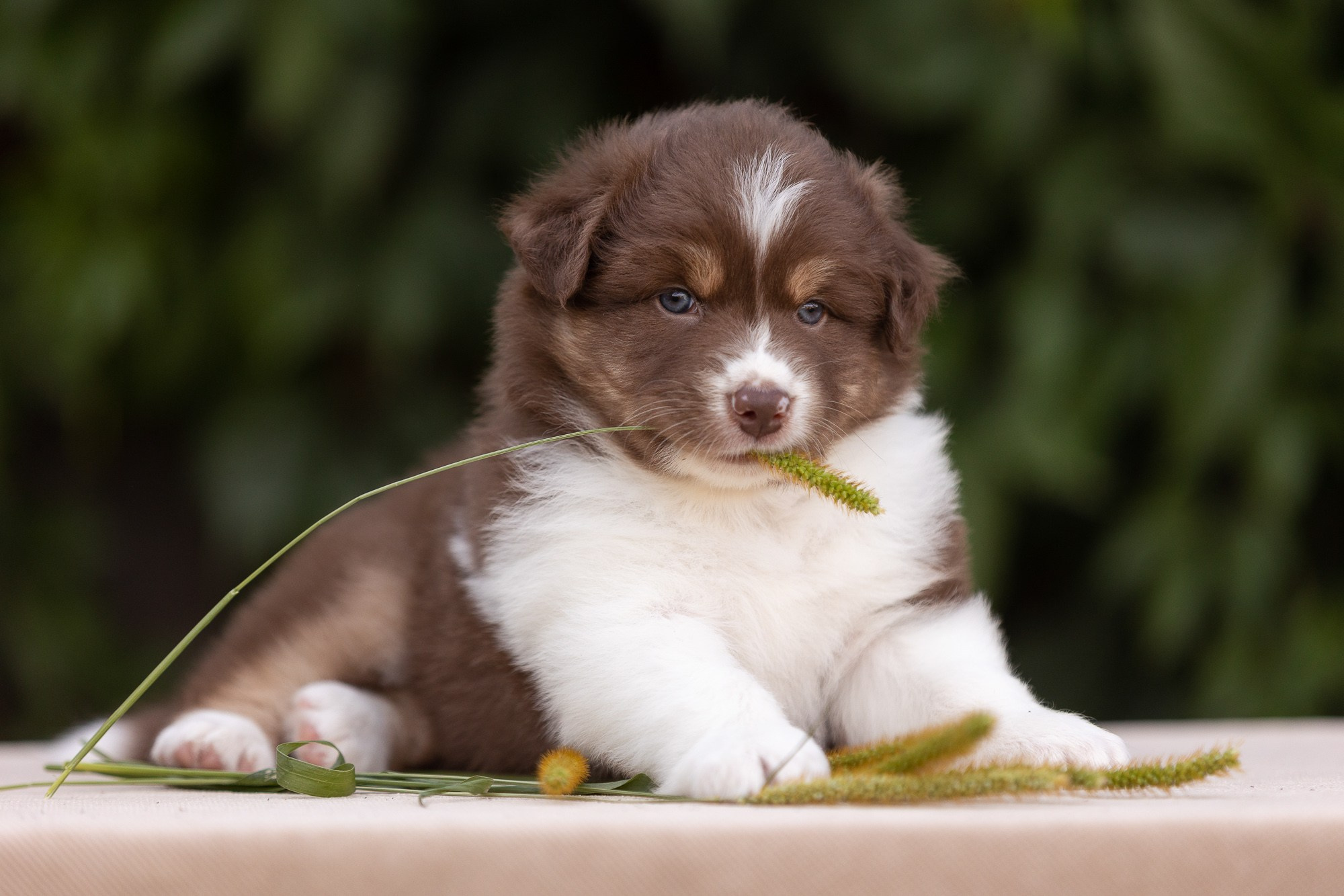 Фотосъёмки щенков. Фотограф-анималист Natalia Deingel | Фотосъемка собак в Москве