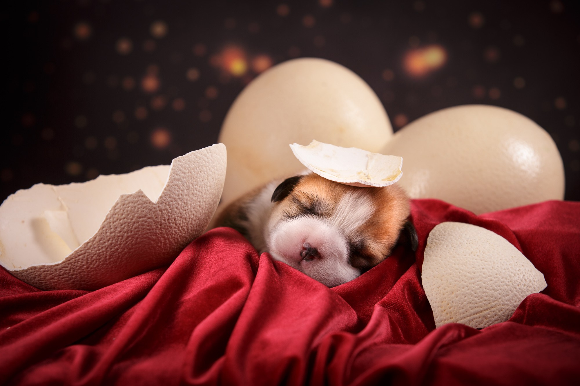 Фотосъёмки щенков. Фотограф-анималист Natalia Deingel | Фотосъемка собак в Москве