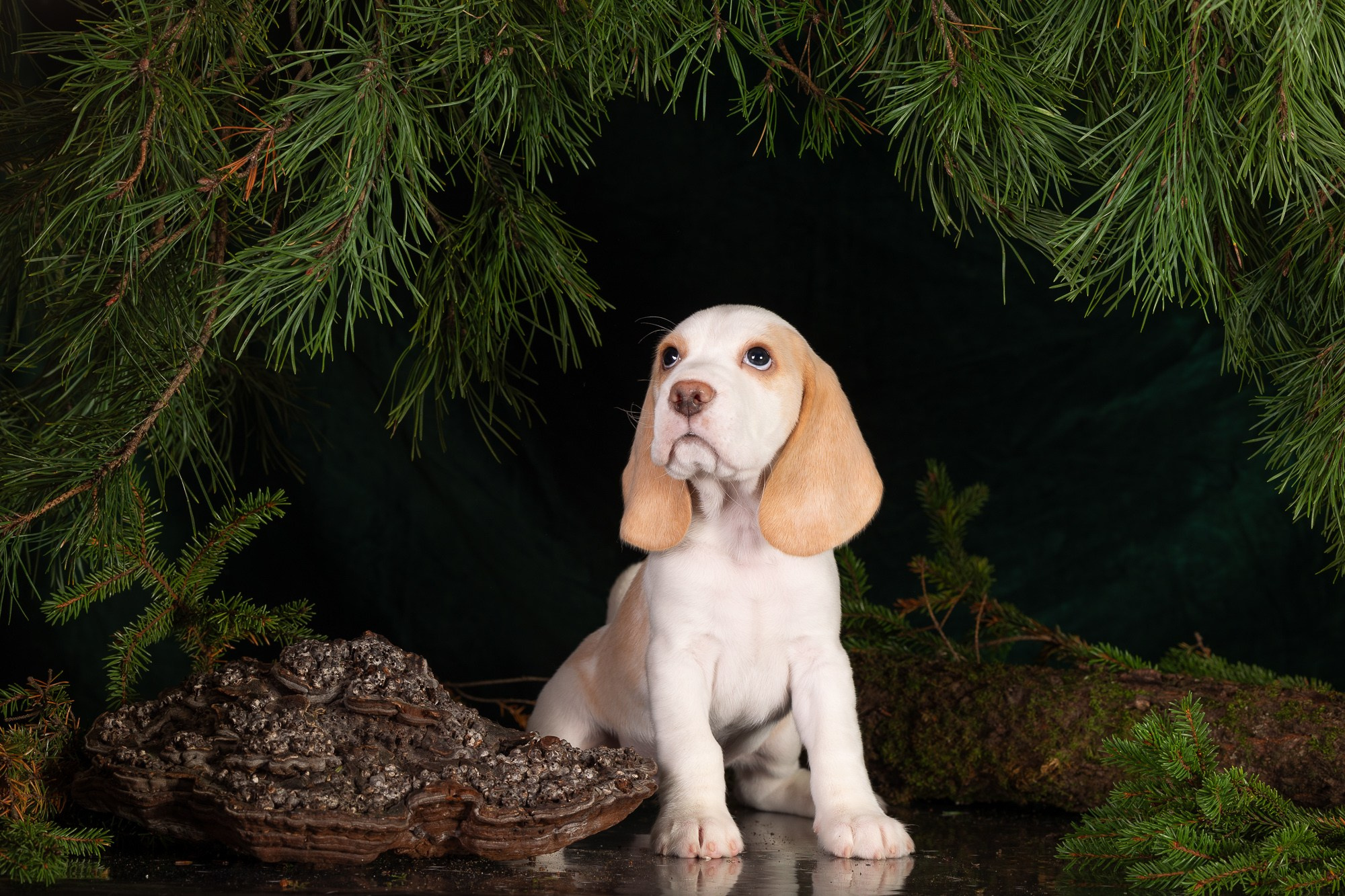 Фотосъёмки щенков. Фотограф-анималист Natalia Deingel | Фотосъемка собак в Москве