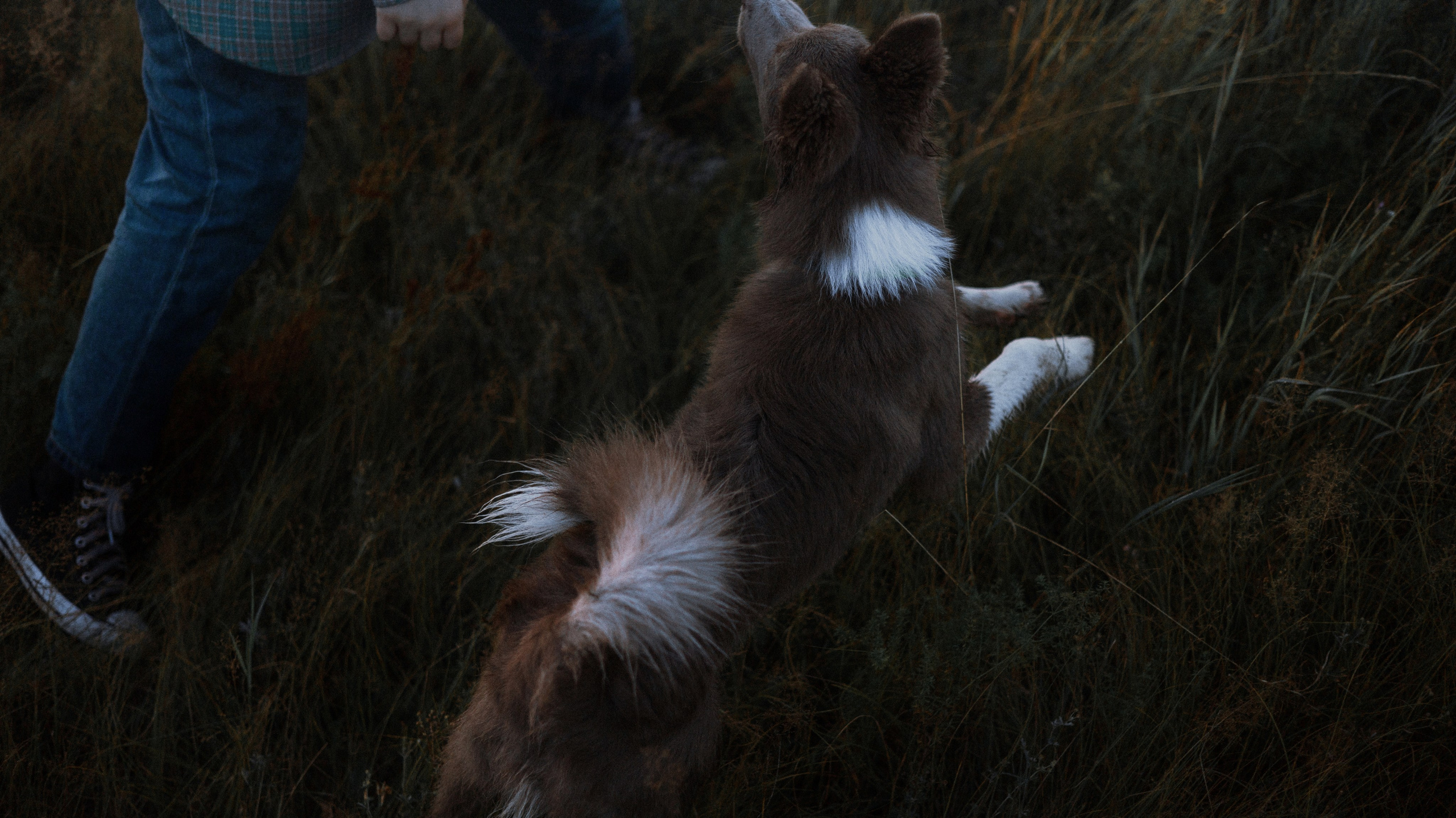 Полина и Паддингтон. Фотограф-анималист Богданова Полина