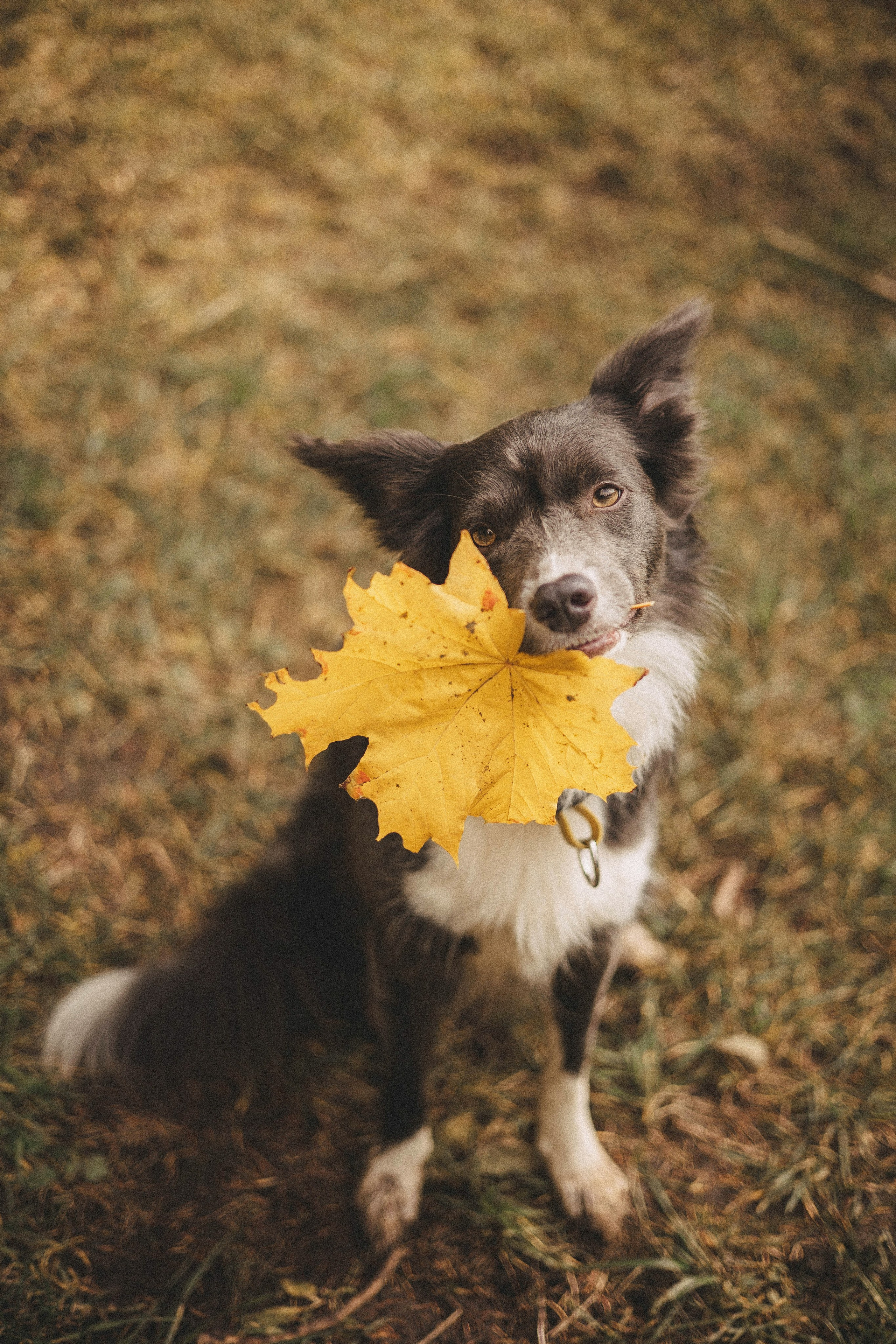Даша и Дже. Фотограф-анималист Богданова Полина