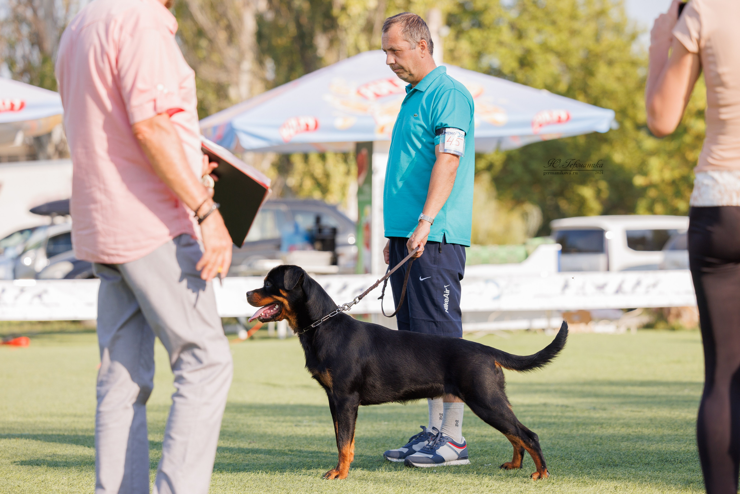 Анапа ротвейлеры 14-15.09.2024. Фотограф-анималист Юлия Германика