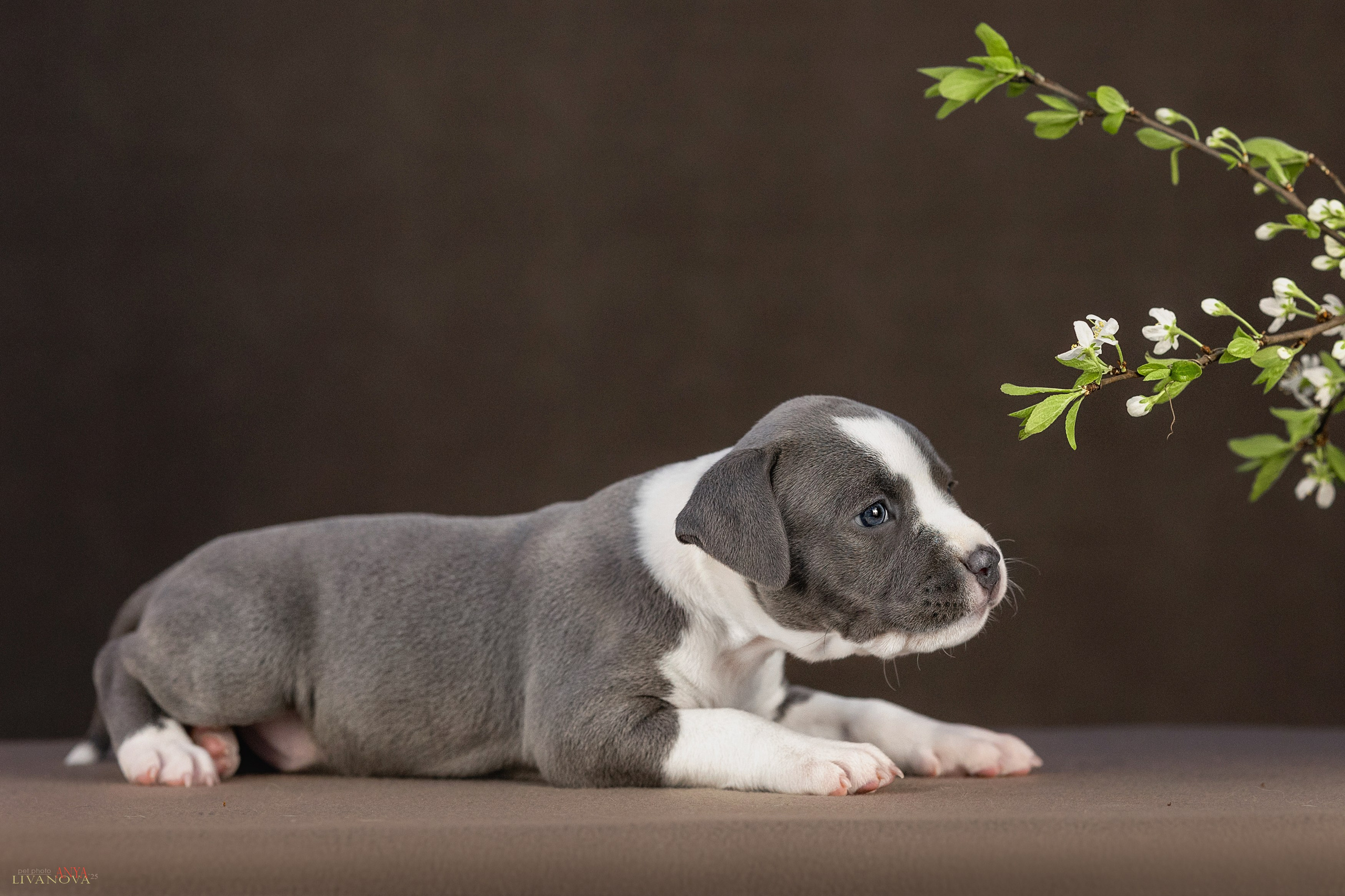 Стаффики. Фотограф анималист Аня Ливанова | Рыбинск