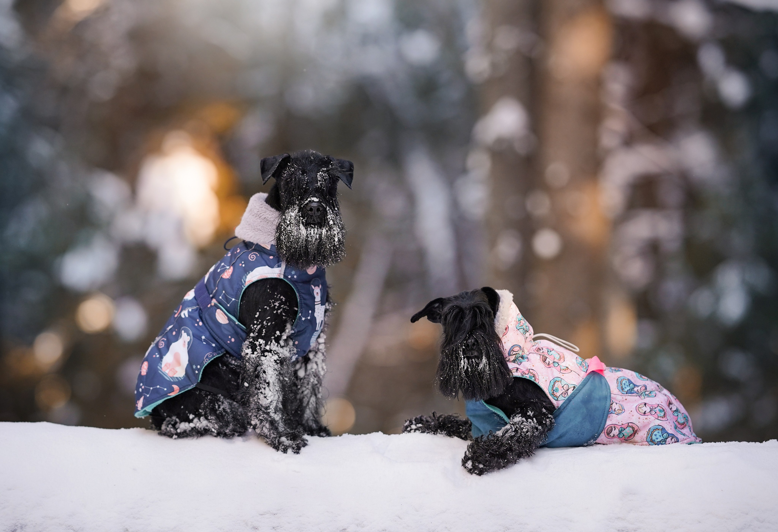 Настя Энзо и Мия. Фотограф-анималист в Санкт-Петербурге Яна Мартынова