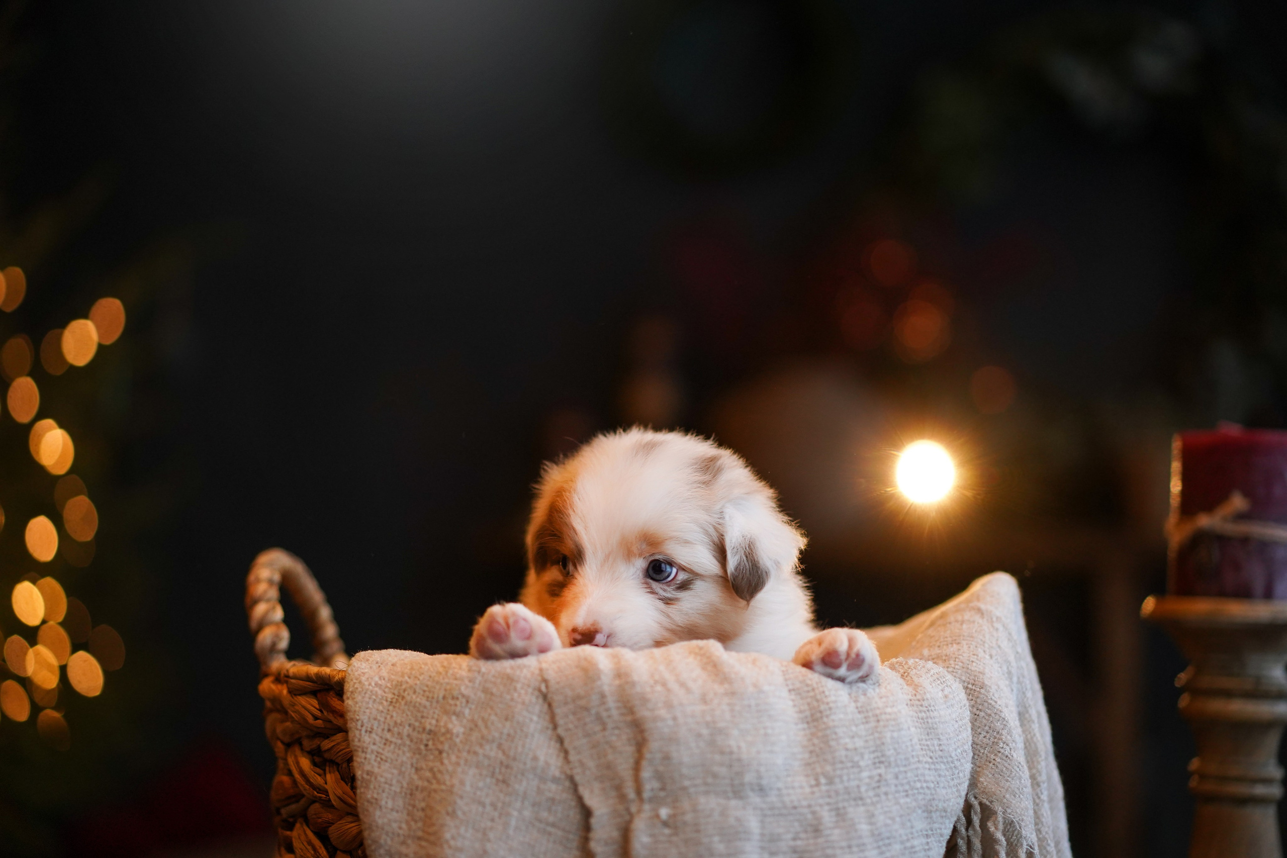 Съемка щеночков в студии. Фотограф-анималист в Санкт-Петербурге Яна Мартынова