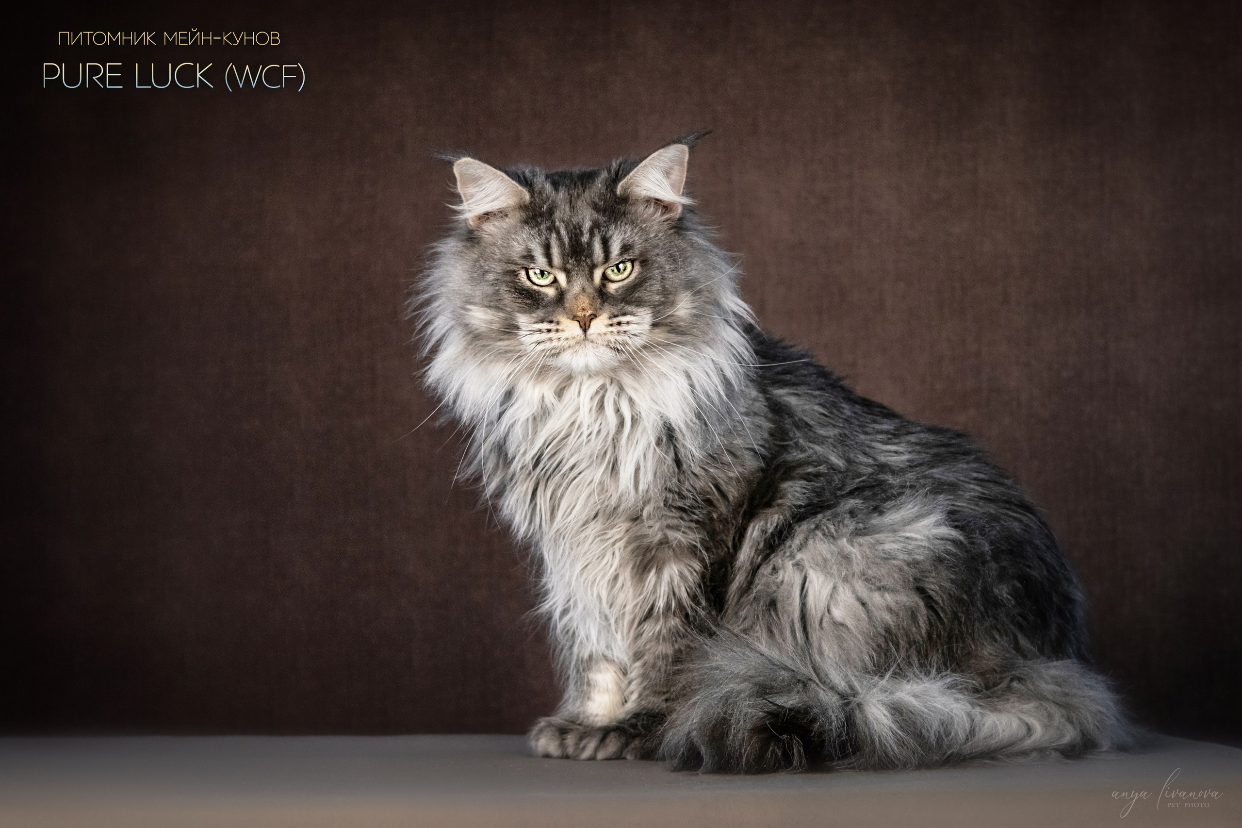 Мейнкуны. Фотограф анималист Аня Ливанова | Рыбинск