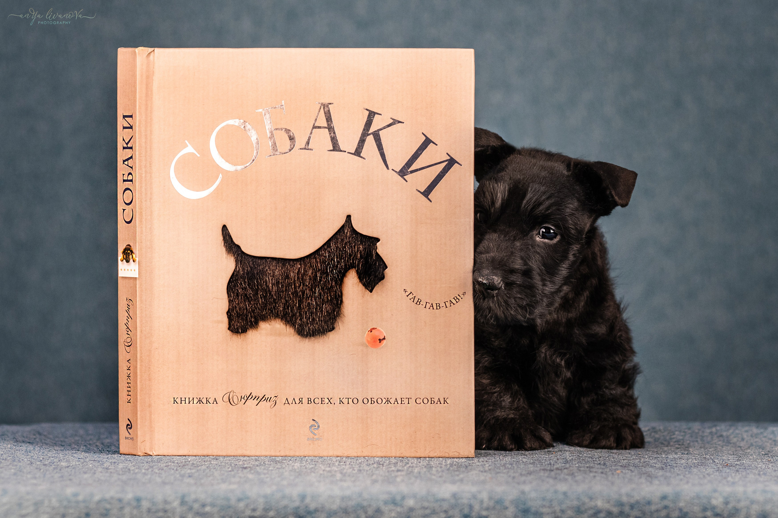Скотти. Фотограф анималист Аня Ливанова | Рыбинск