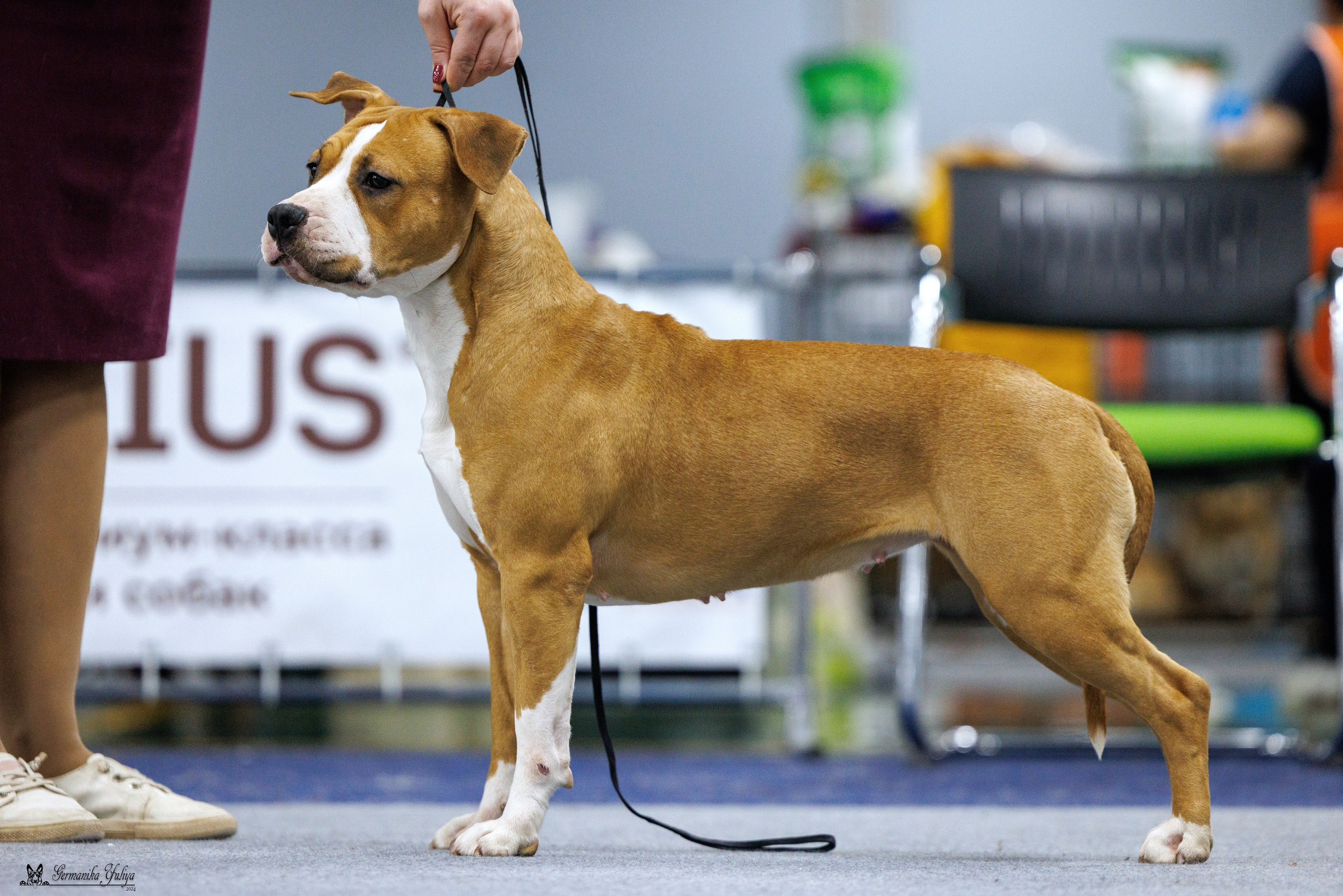 Сфера 28.01. и 4.02.2024. Фотограф-анималист Юлия Германика