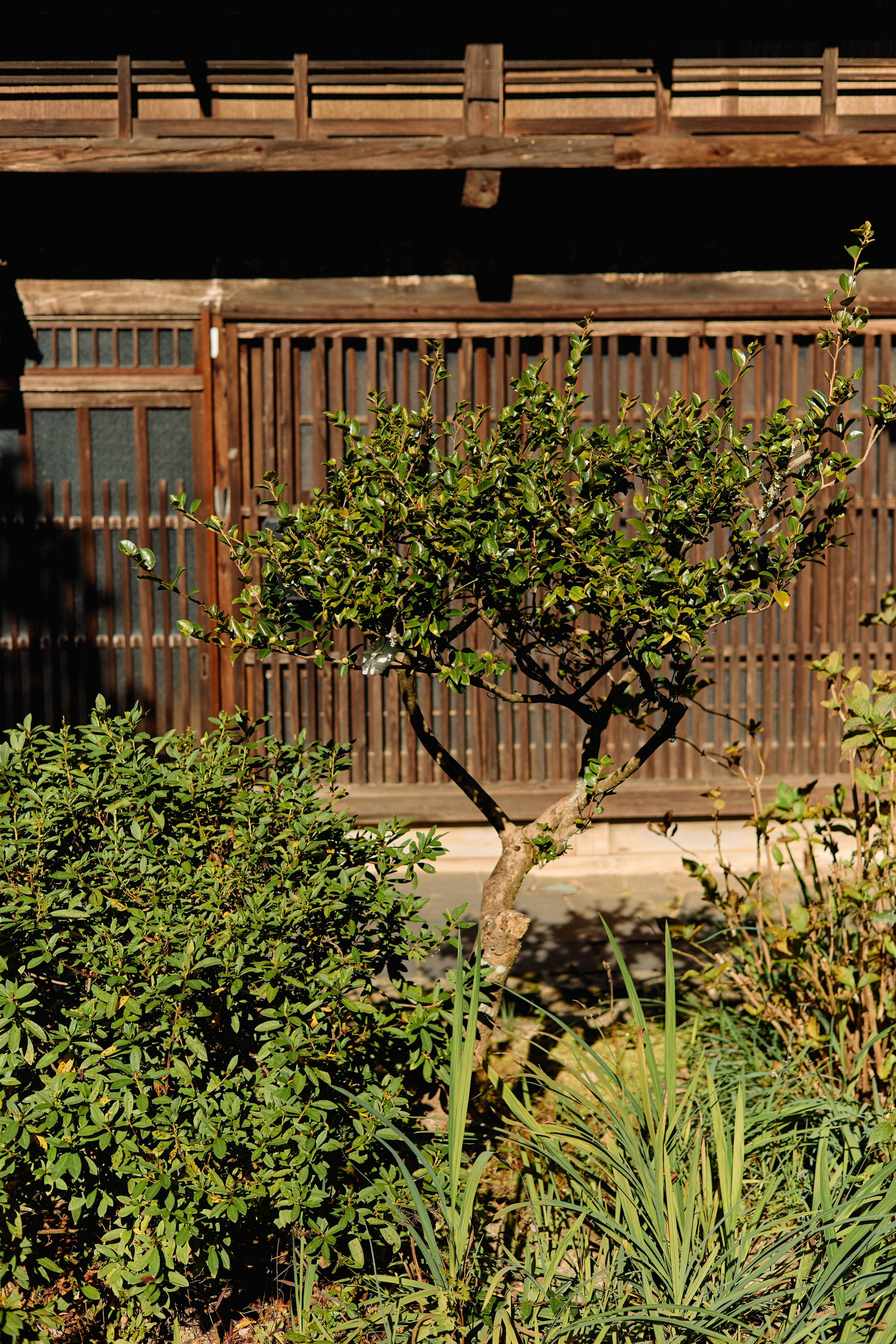 Япония. Профессиональный Фотограф во Владимире, в Москве и в Суздале — Полина Романычева